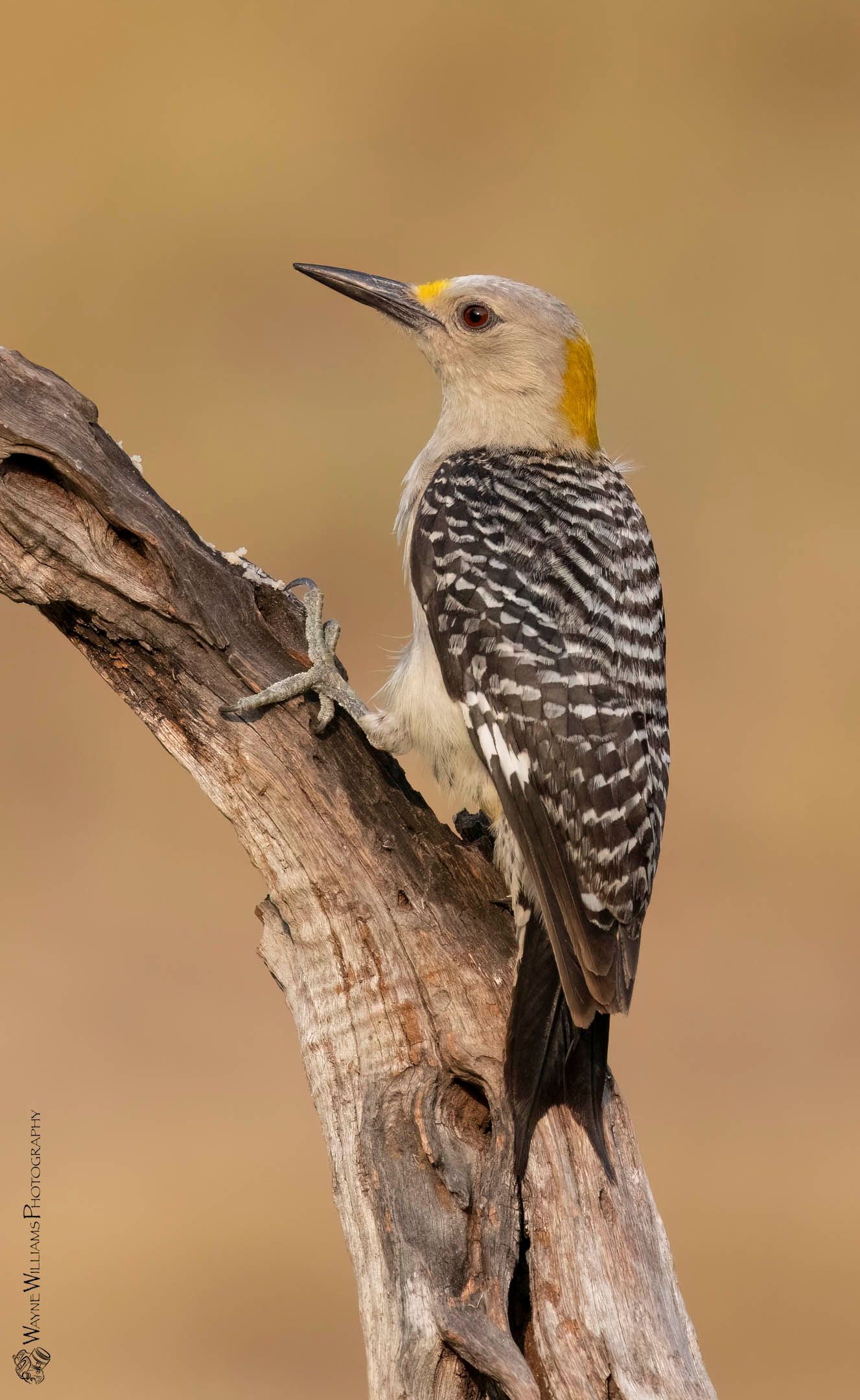 A yellow headed woodpecker perched on a tree branch.