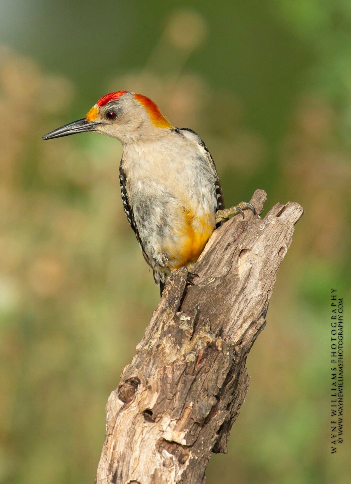 A yellow and red woodpecker perched on a tree branch.