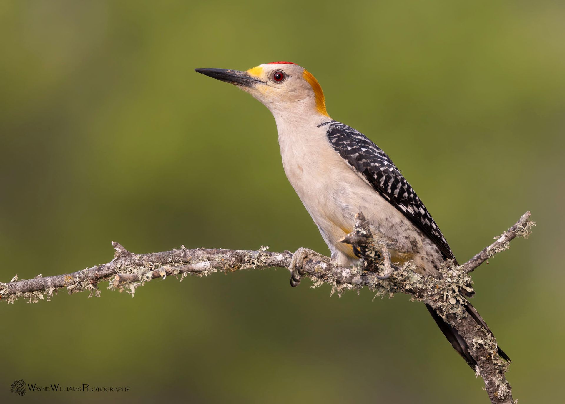A yellow headed woodpecker perched on a tree branch