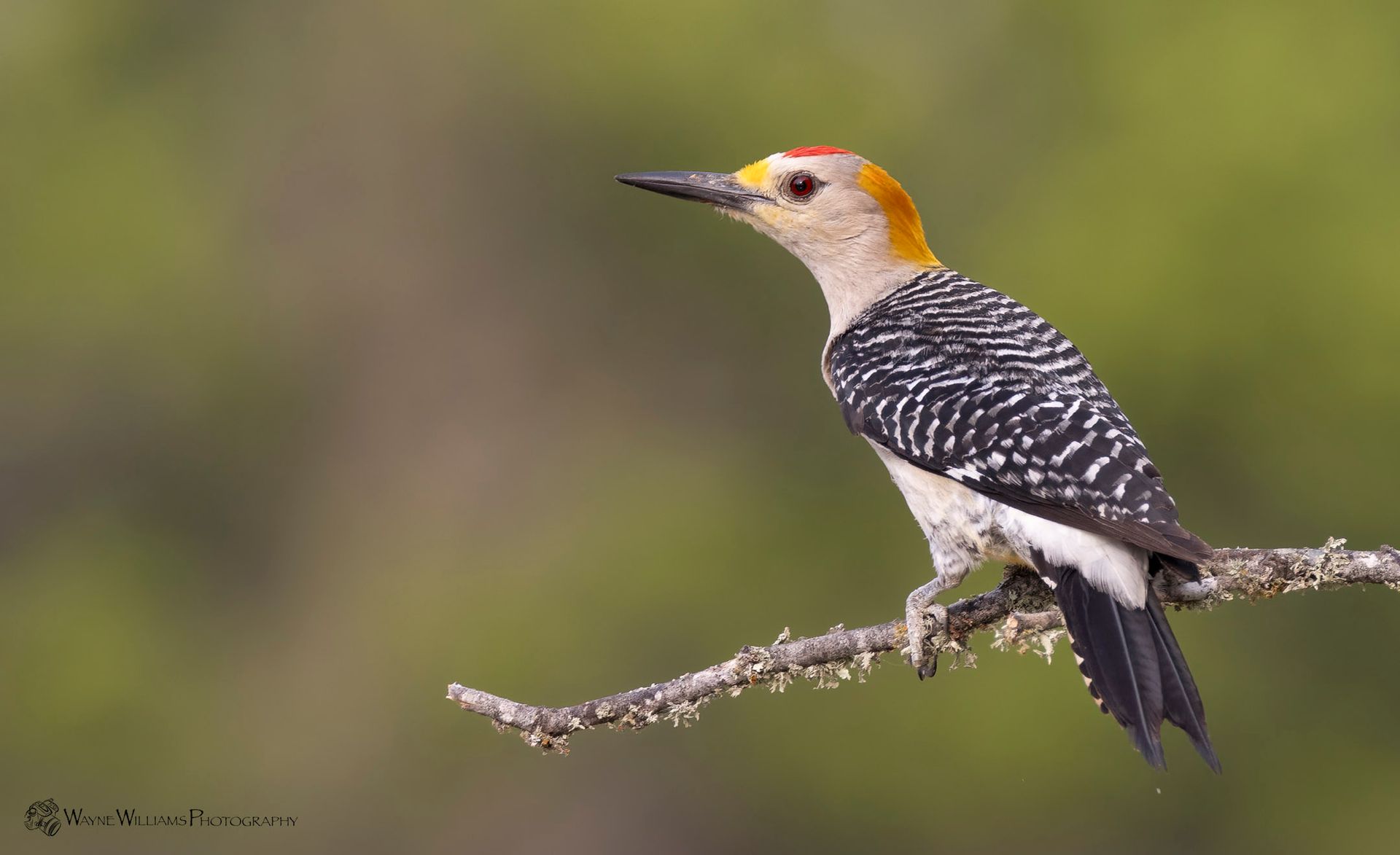 A yellow headed woodpecker perched on a tree branch.