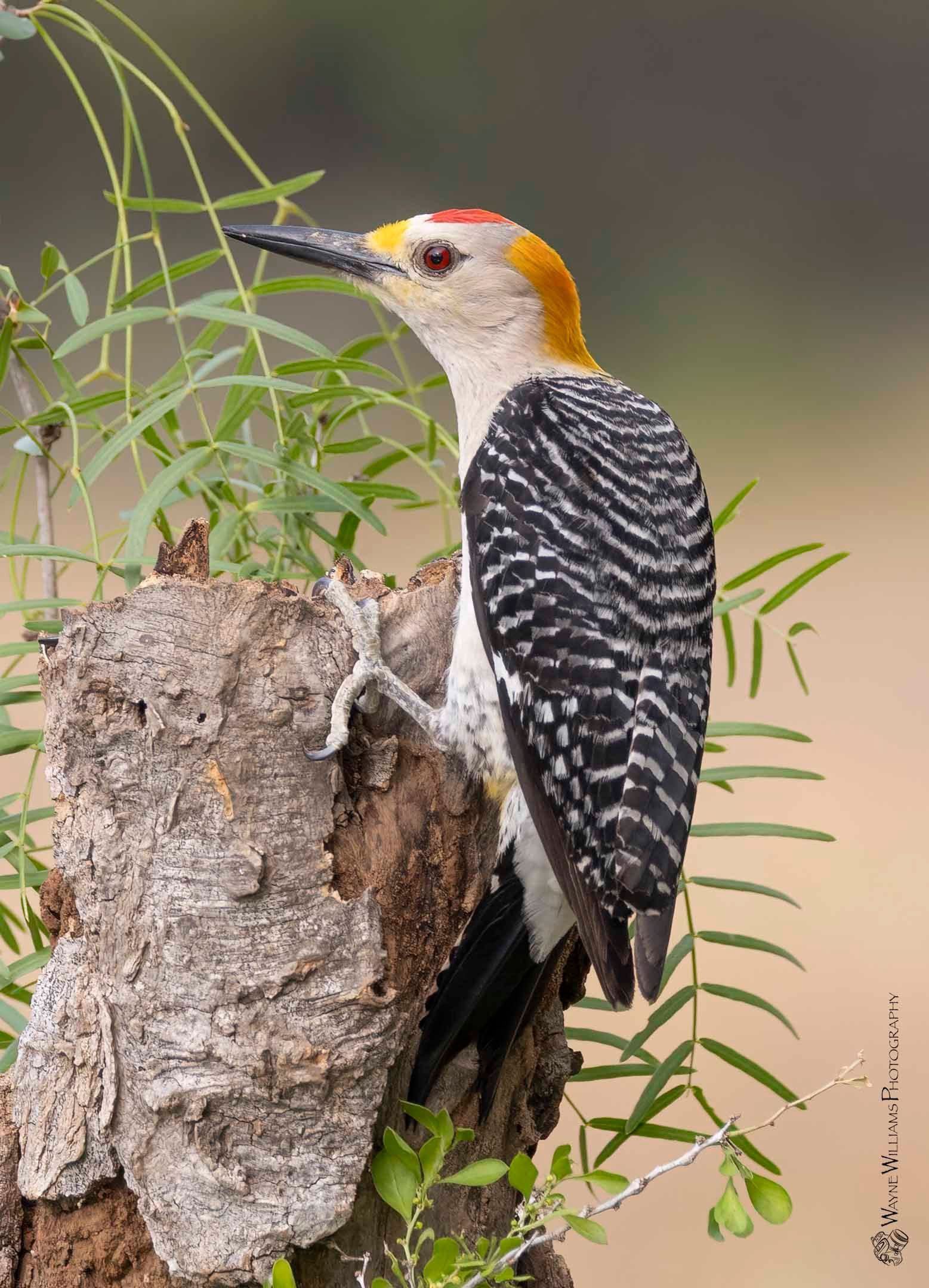 A yellow headed woodpecker perched on a tree stump.