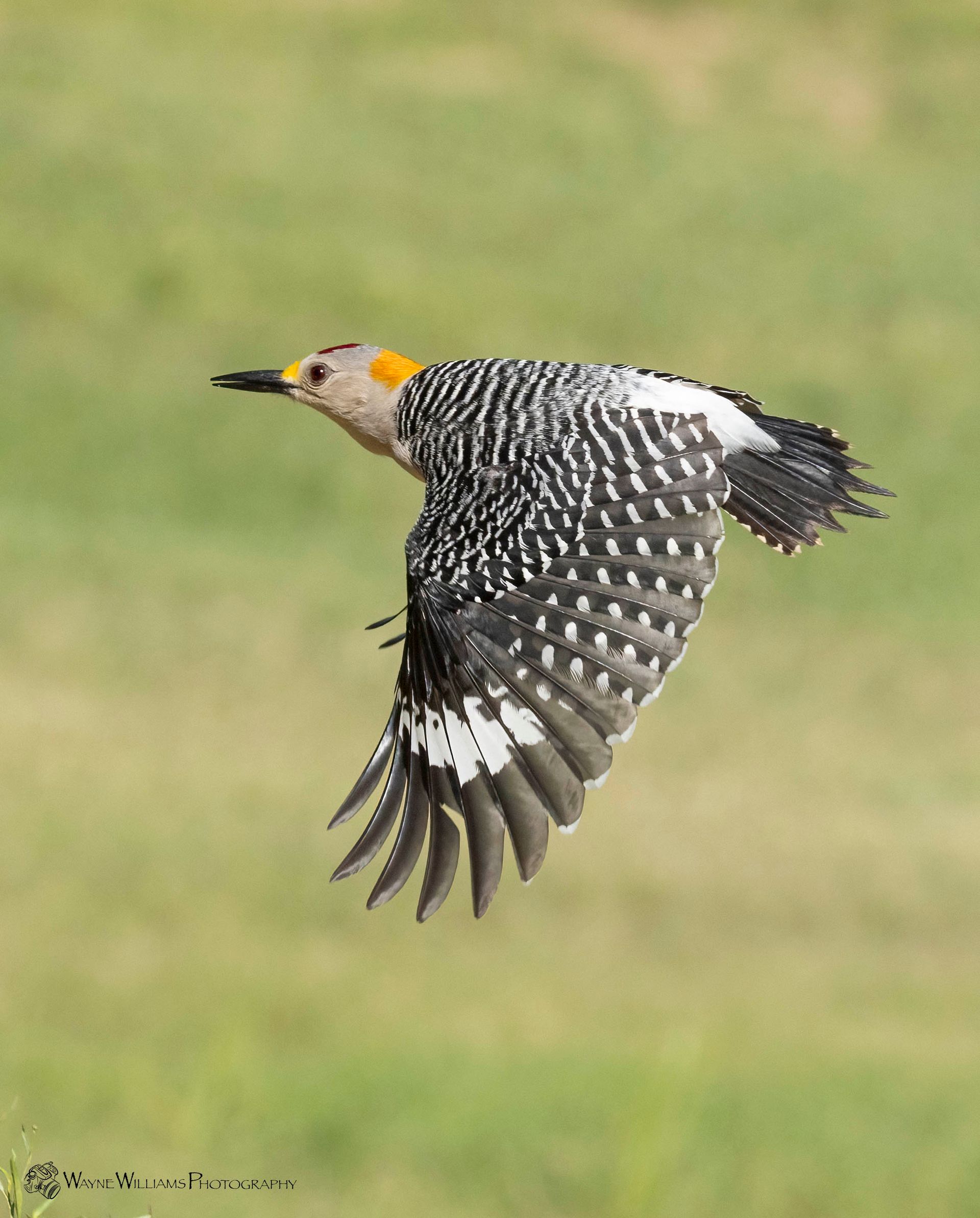 A yellow bellied woodpecker is flying over a grassy field.