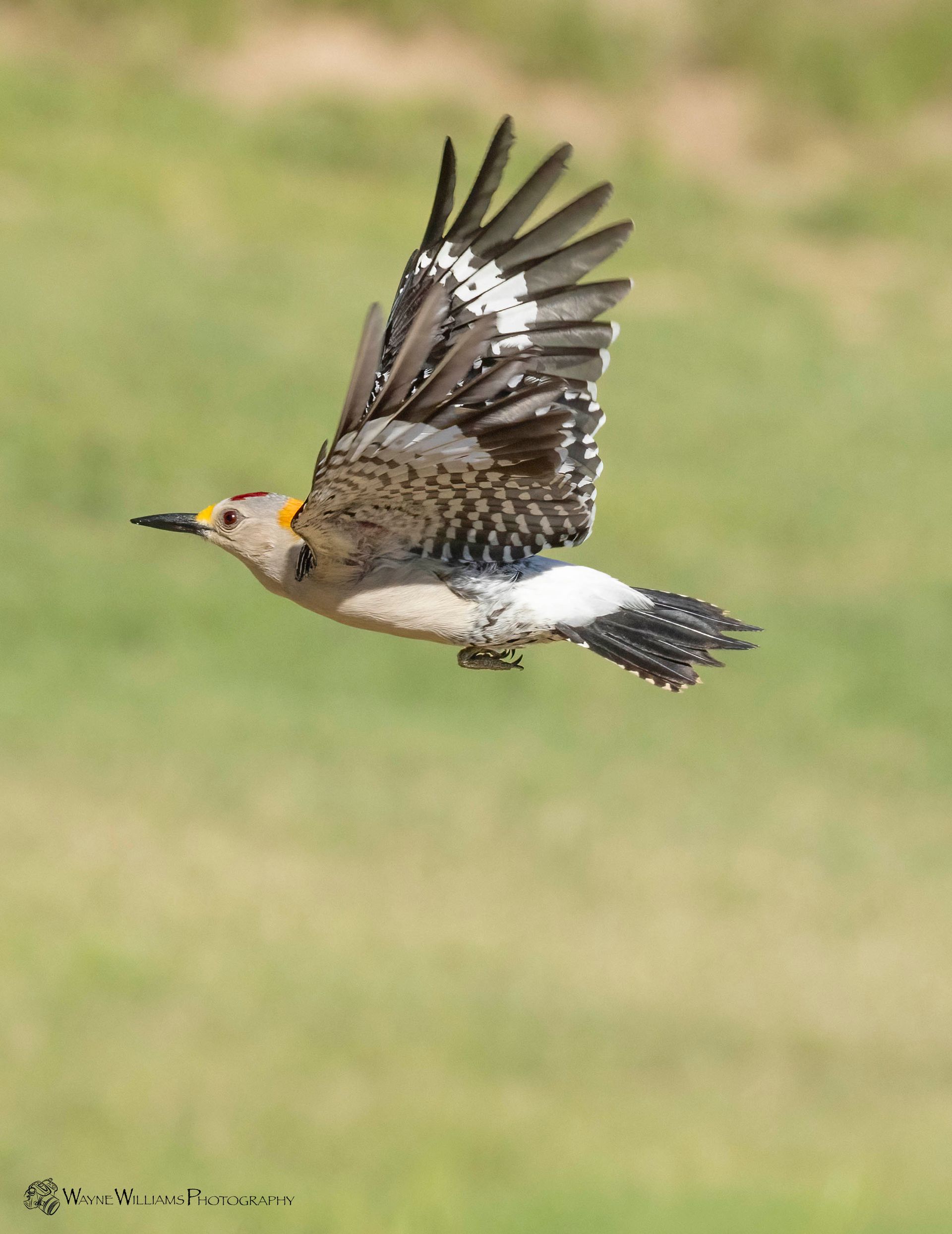 A bird is flying in the air with its wings spread.