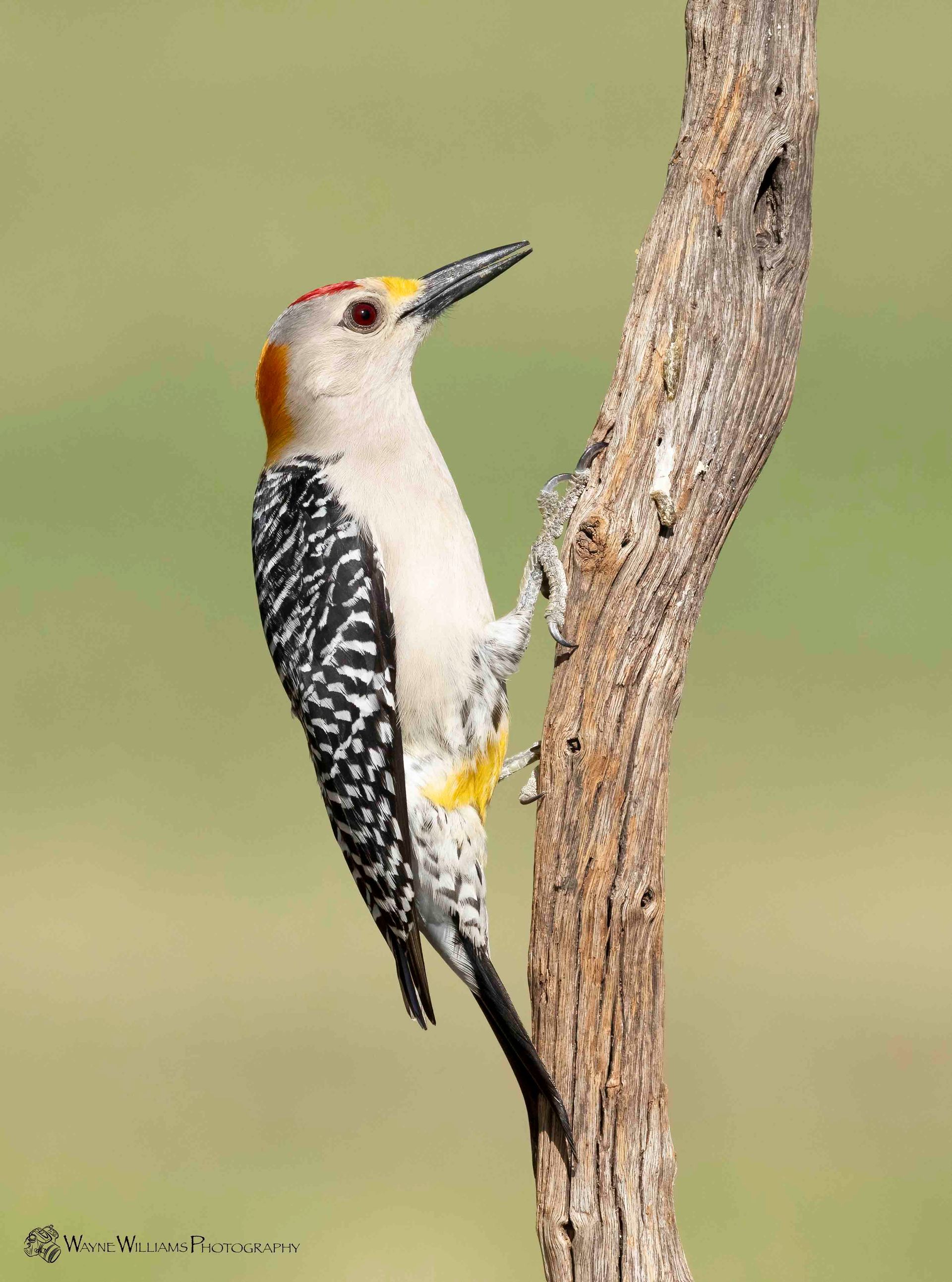 A black and white woodpecker perched on a tree branch