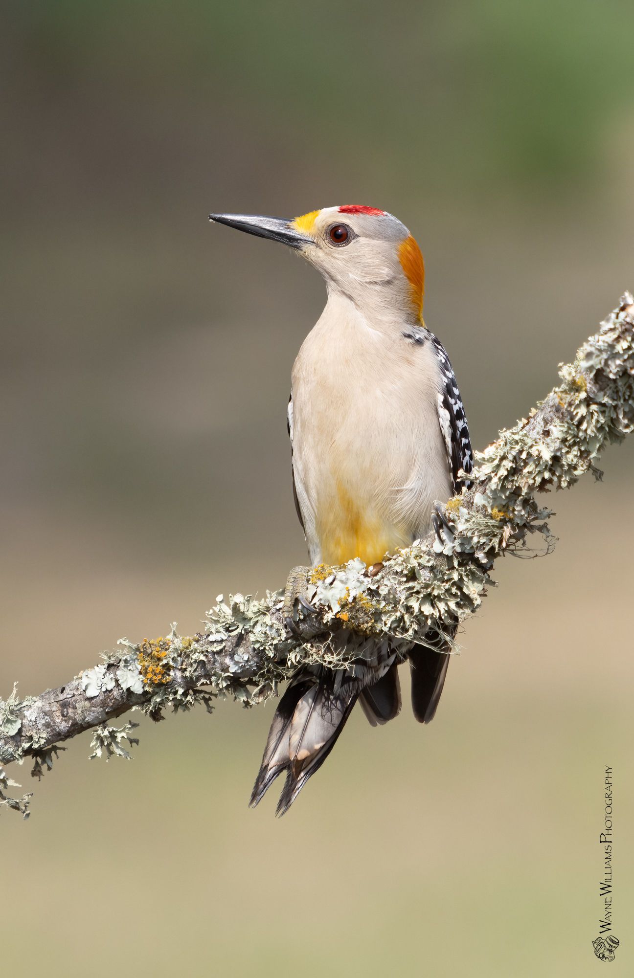 A woodpecker perched on a branch with moss.