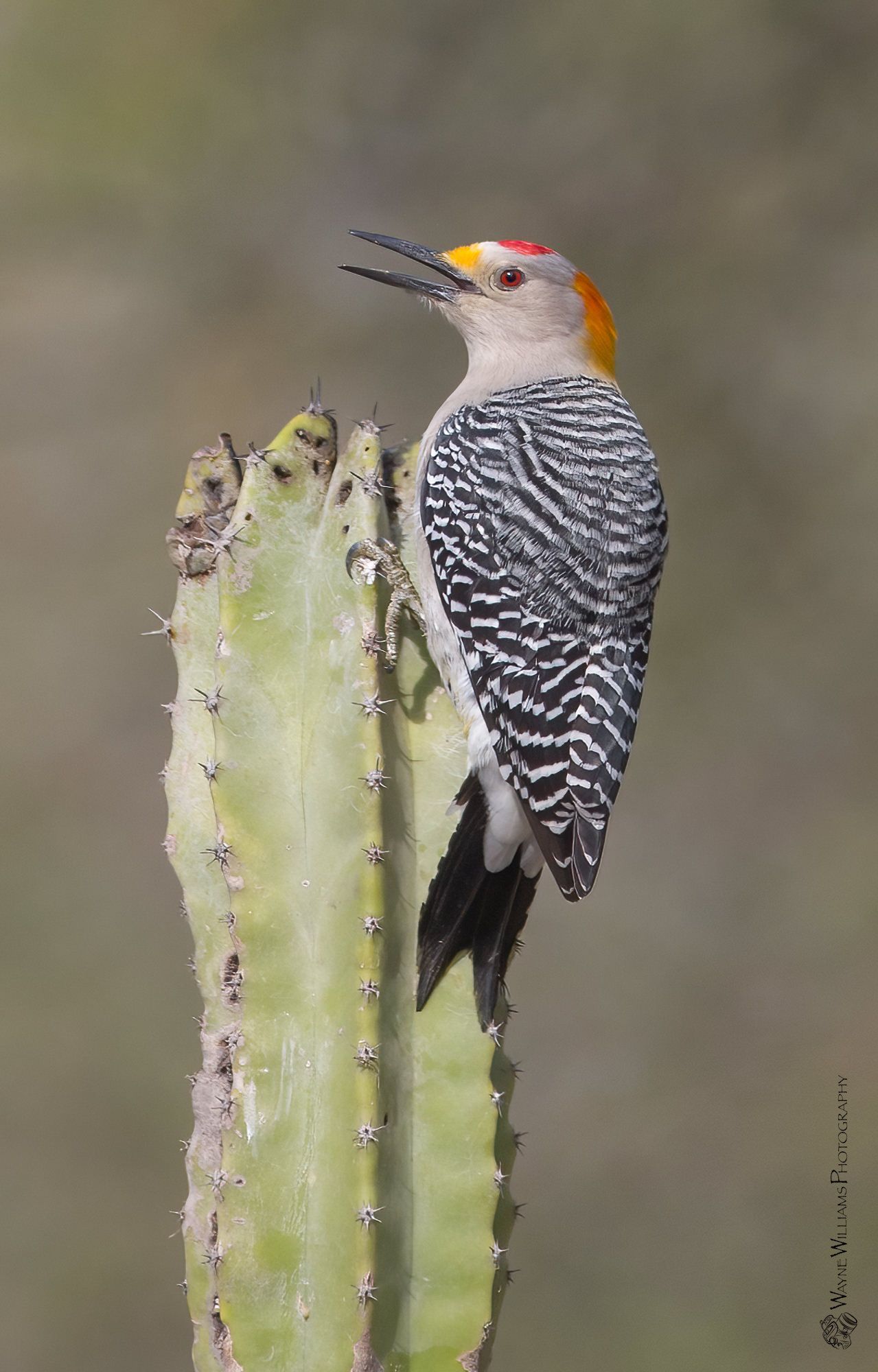 A bird perched on top of a cactus with its beak open.