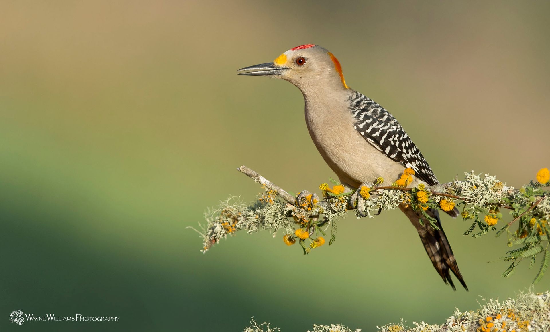A woodpecker perched on a branch with yellow flowers.