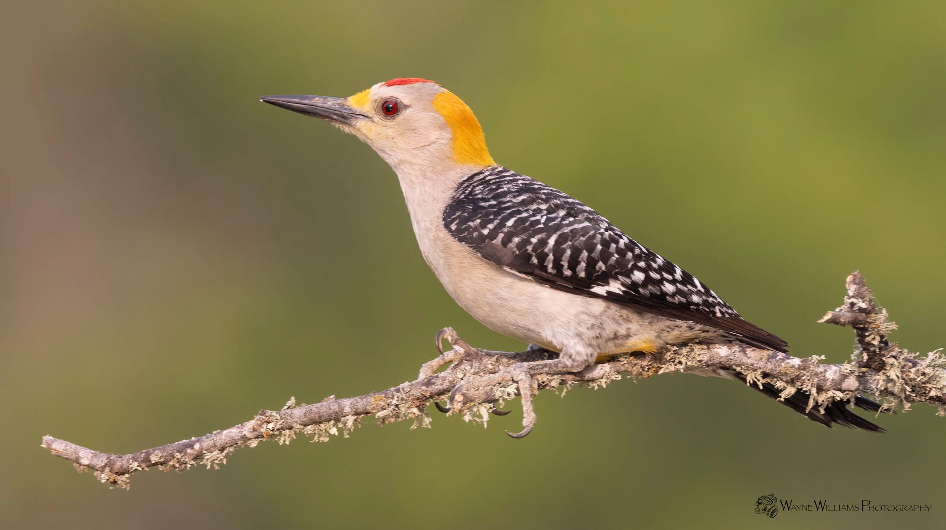 A yellow headed woodpecker perched on a tree branch.
