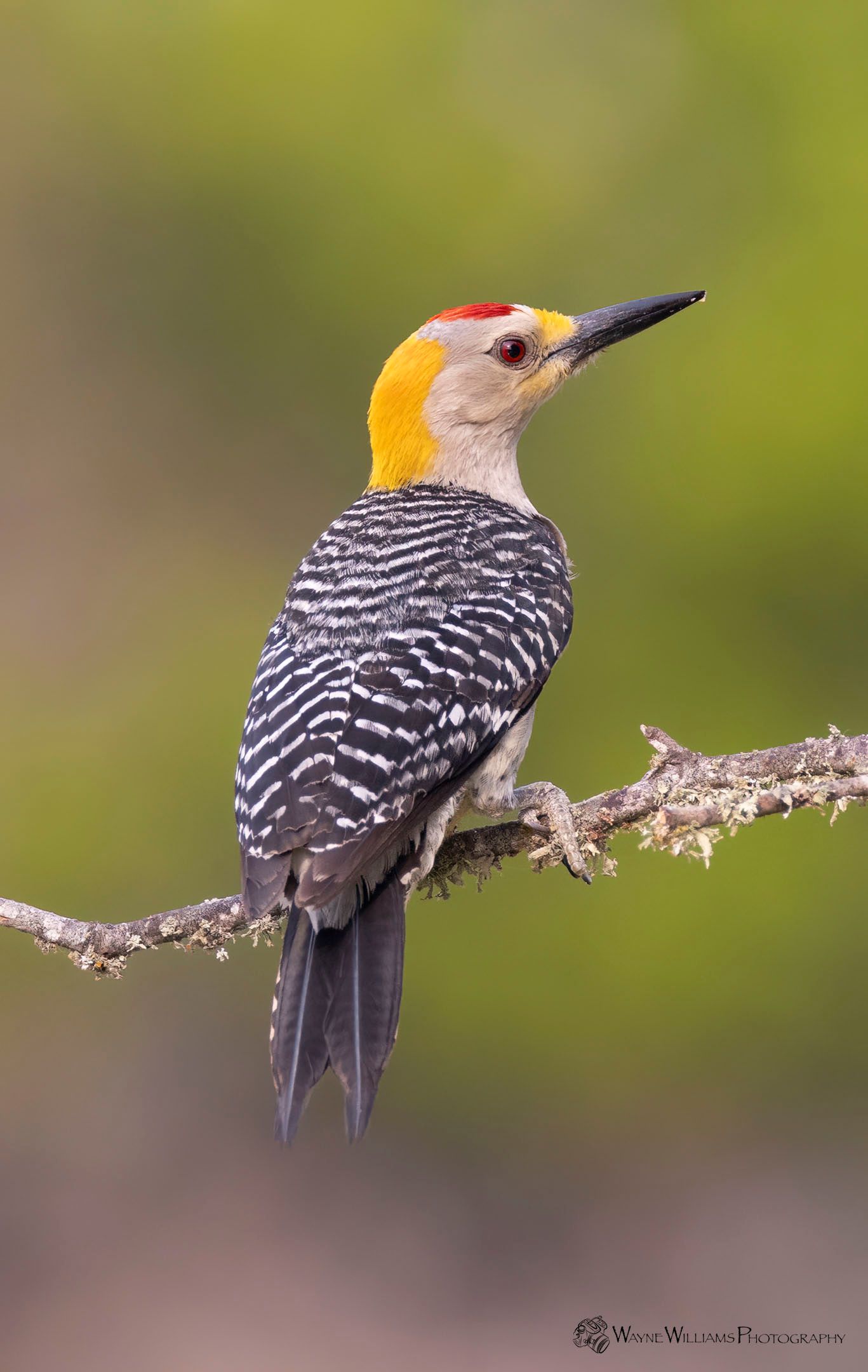 A yellow headed woodpecker perched on a tree branch.