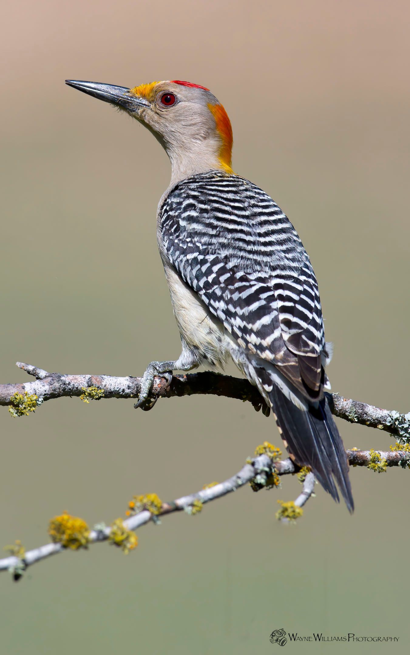 A yellow headed woodpecker perched on a tree branch.