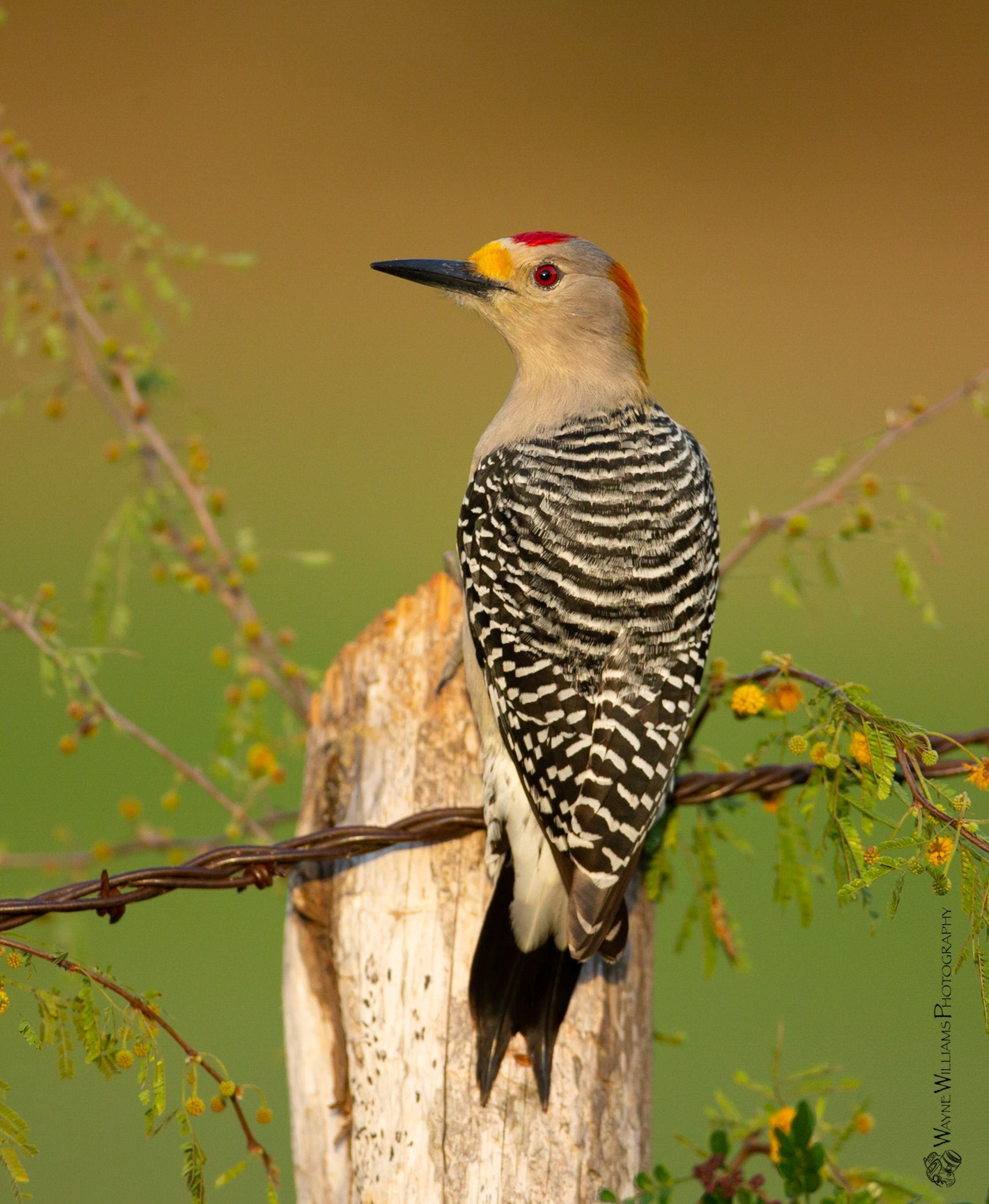 A black and white bird perched on a wooden post.