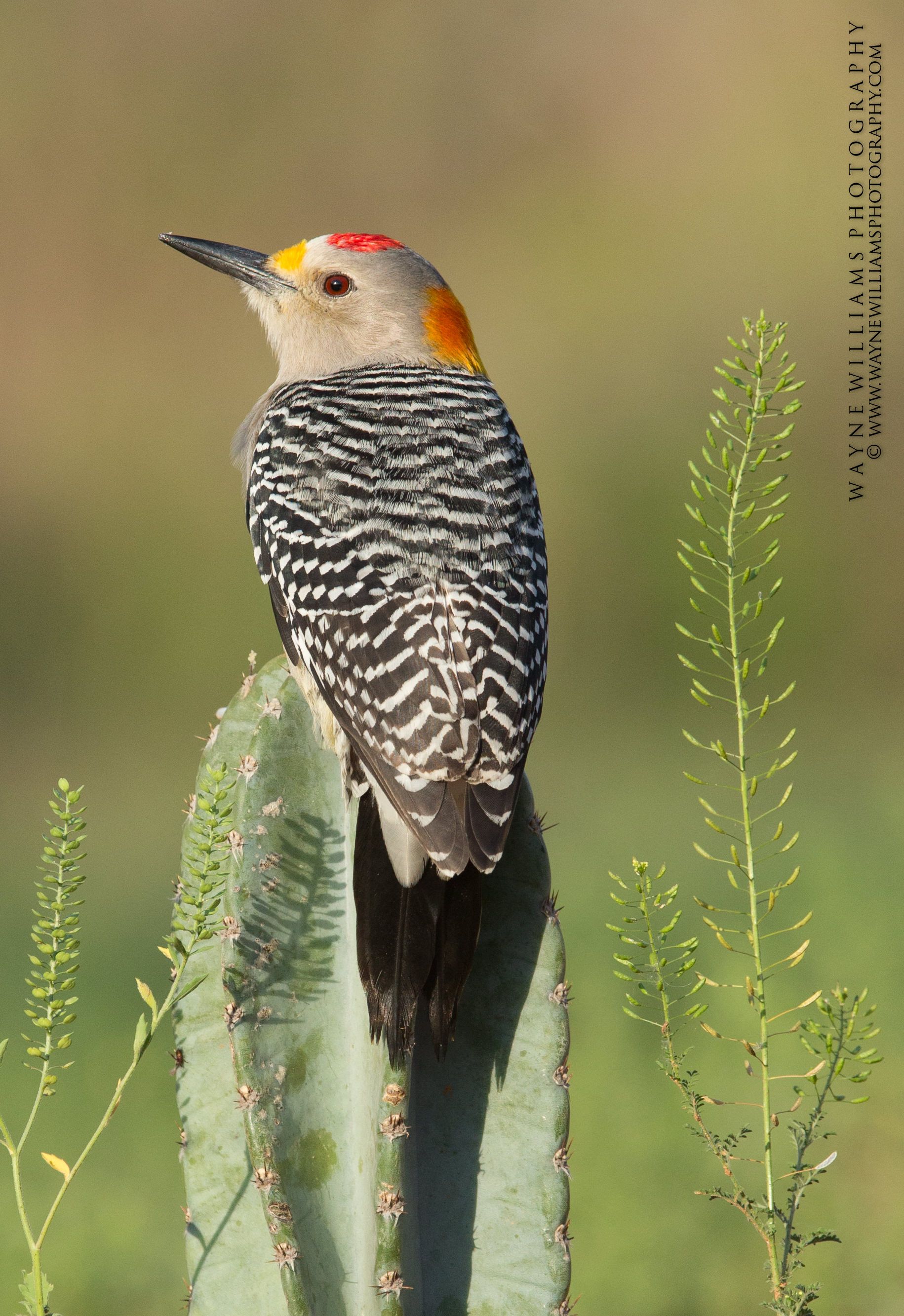 A bird perched on top of a cactus plant