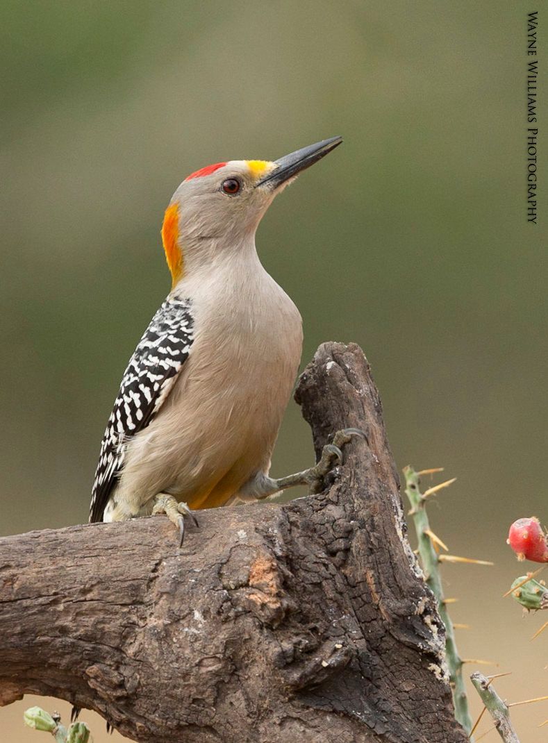 A bird with a yellow beak is perched on a tree branch.