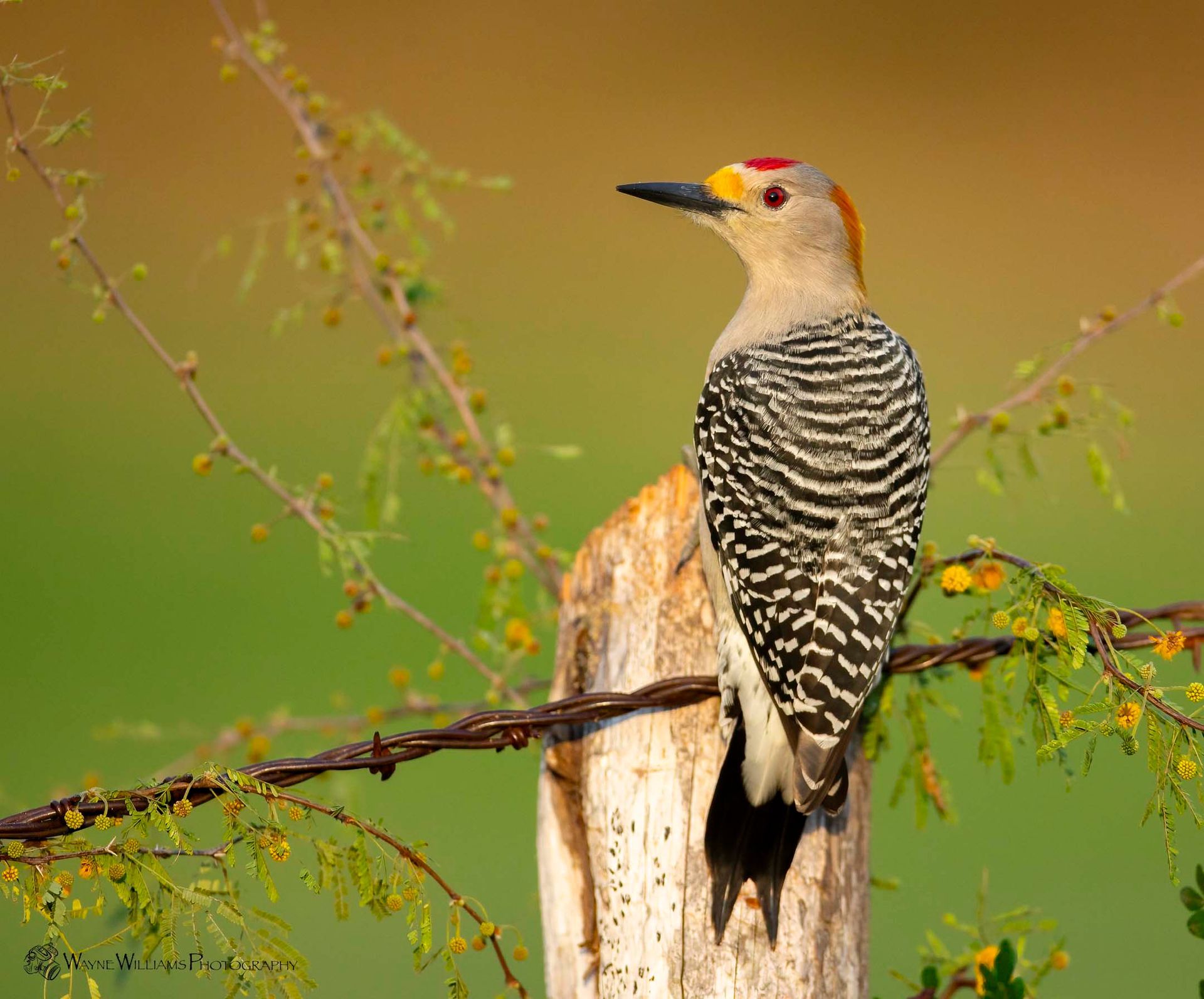 A woodpecker perched on a barbed wire fence post.