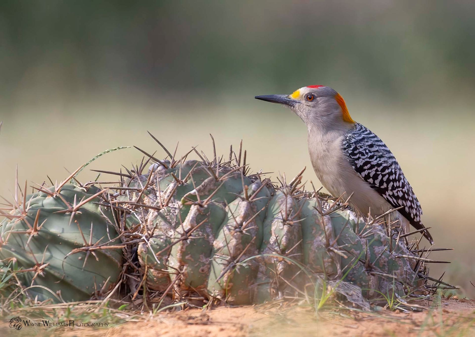 A bird is perched on top of a large cactus.