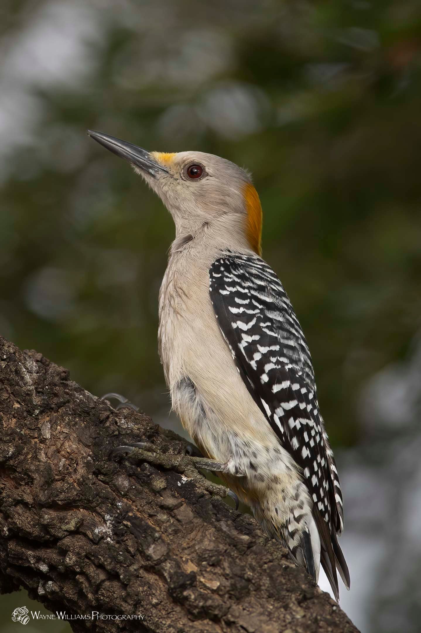 A yellow headed woodpecker perched on a tree branch.