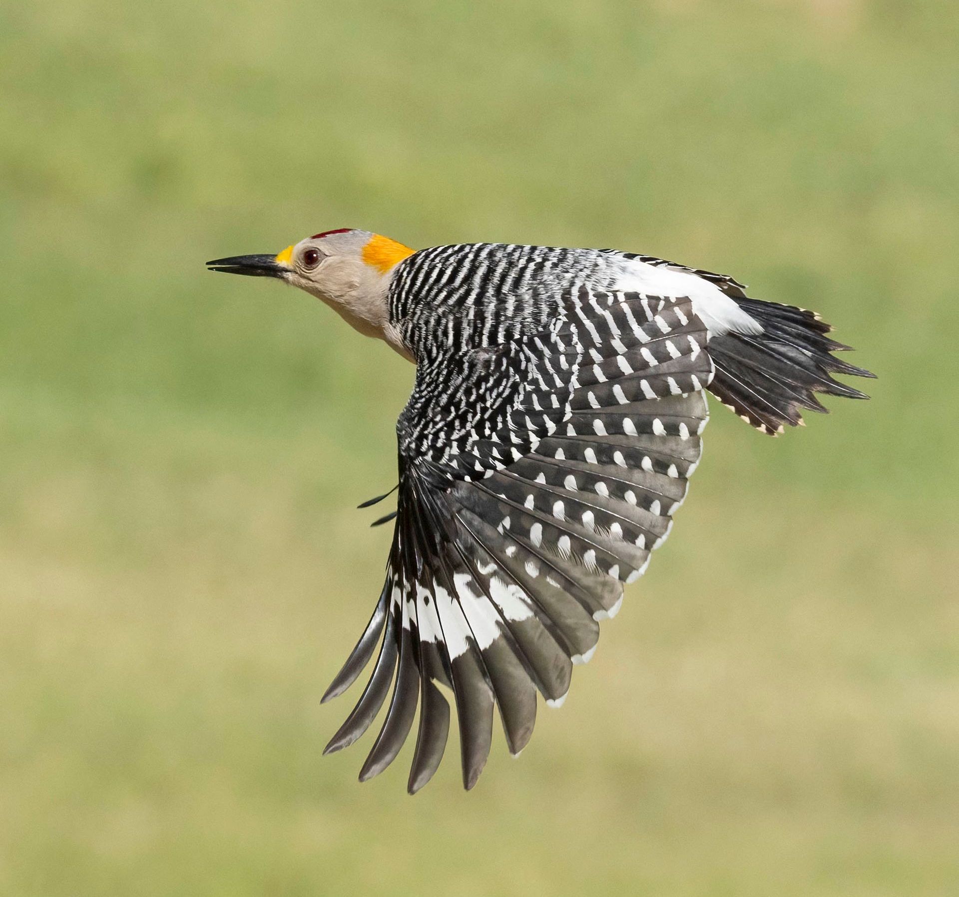 A bird is flying over the ocean with a fish in its beak.
