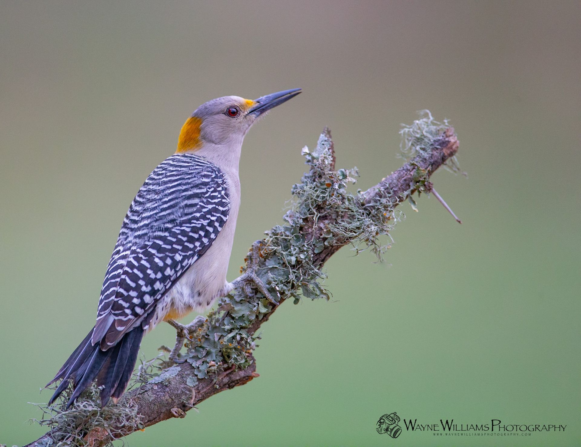 A yellow headed woodpecker perched on a tree branch.