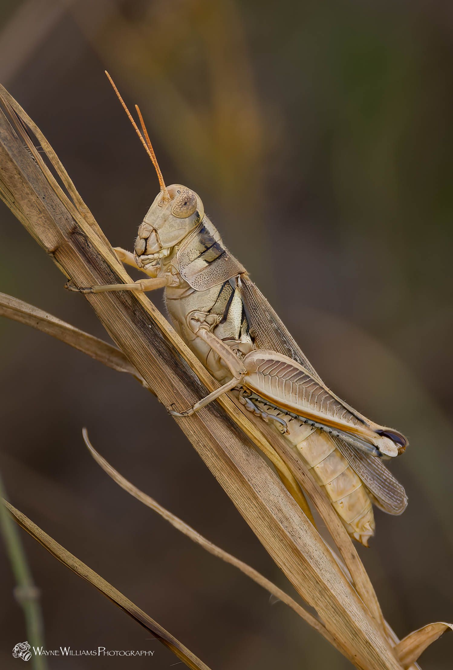 A grasshopper is sitting on a stick in the grass.