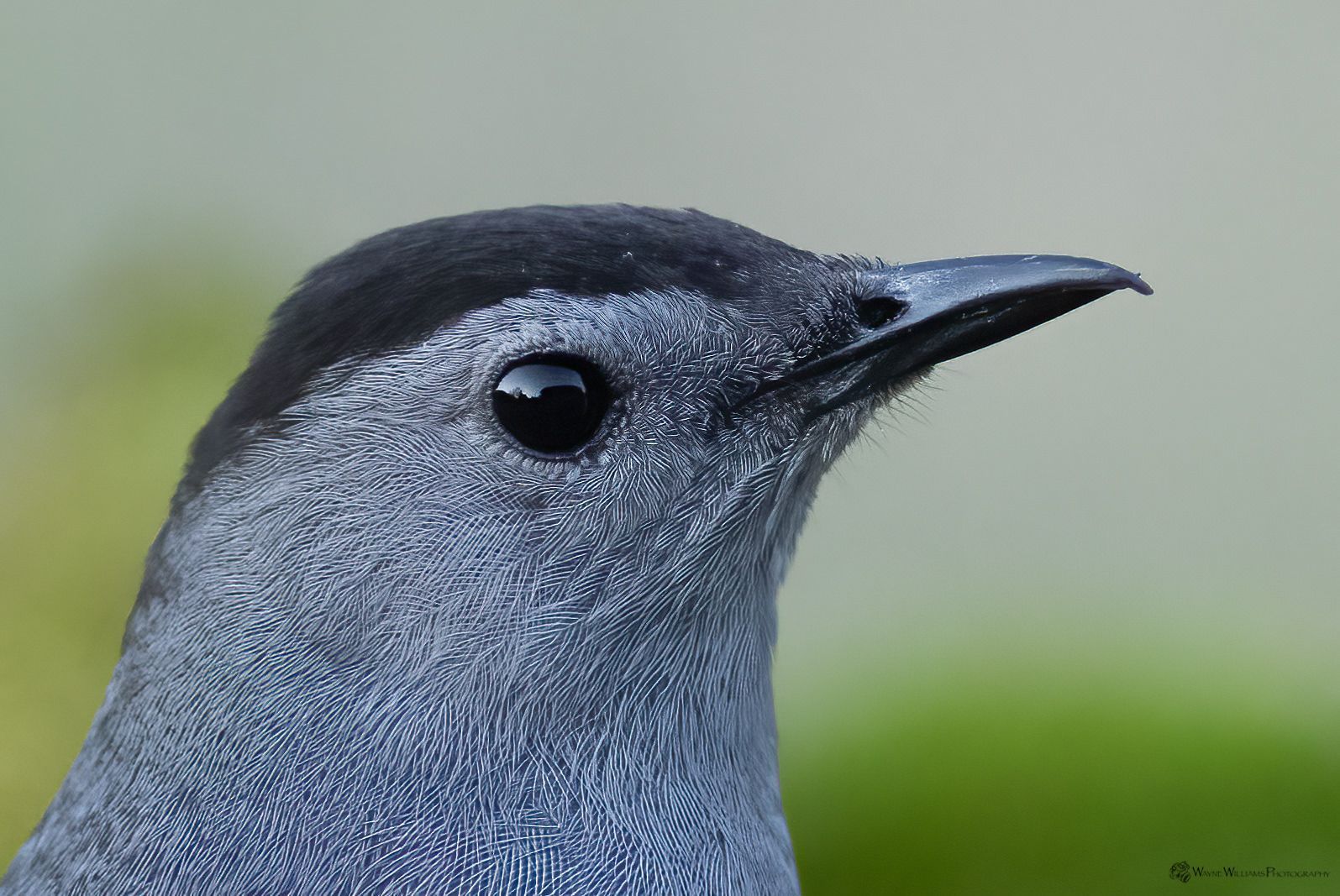 A close up of a bird 's head with a black beak.
