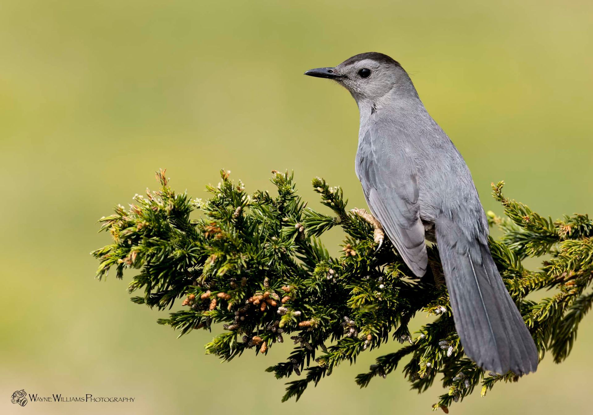 A small bird perched on a tree branch with a green background