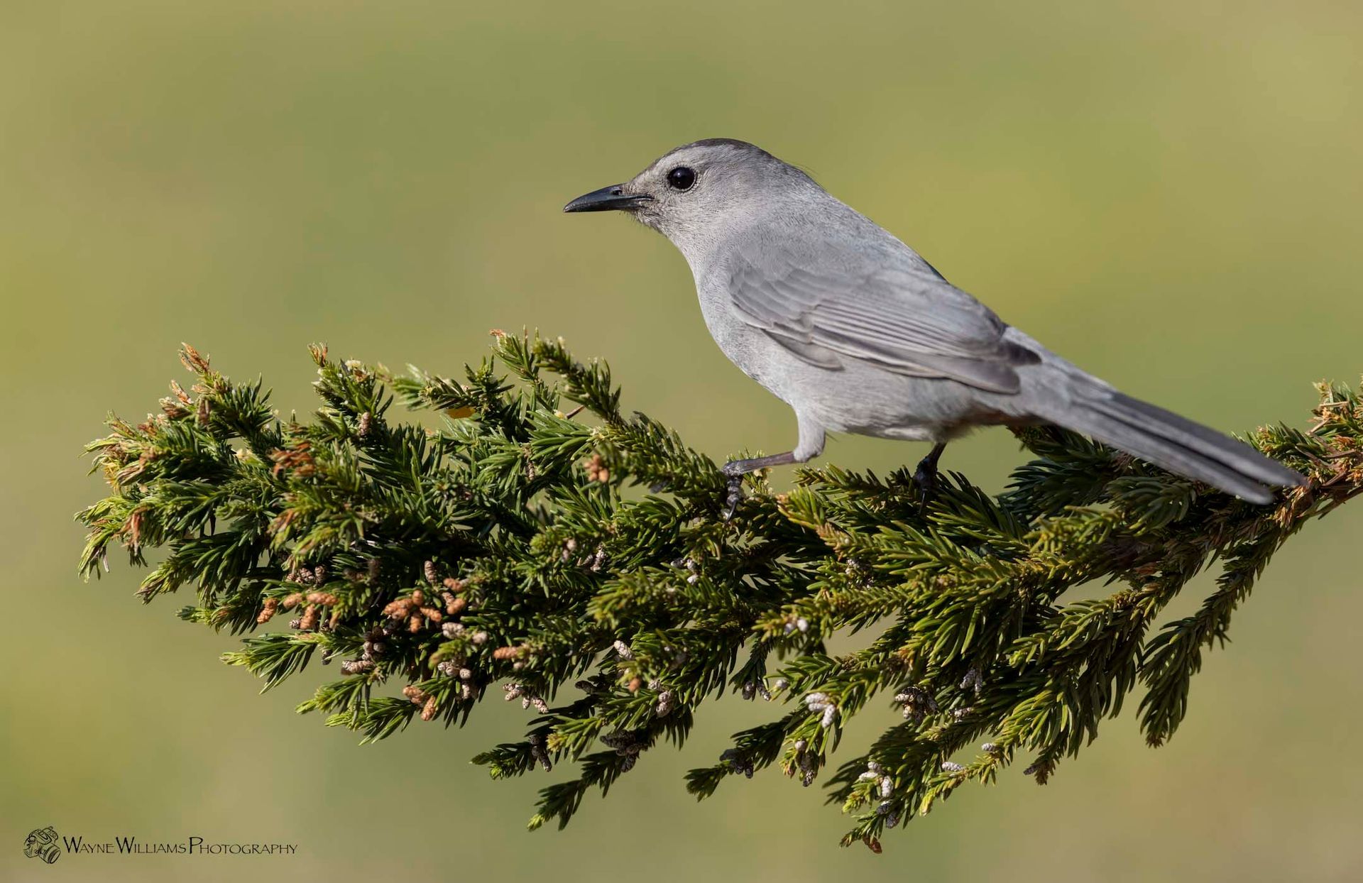 A small white bird perched on a tree branch