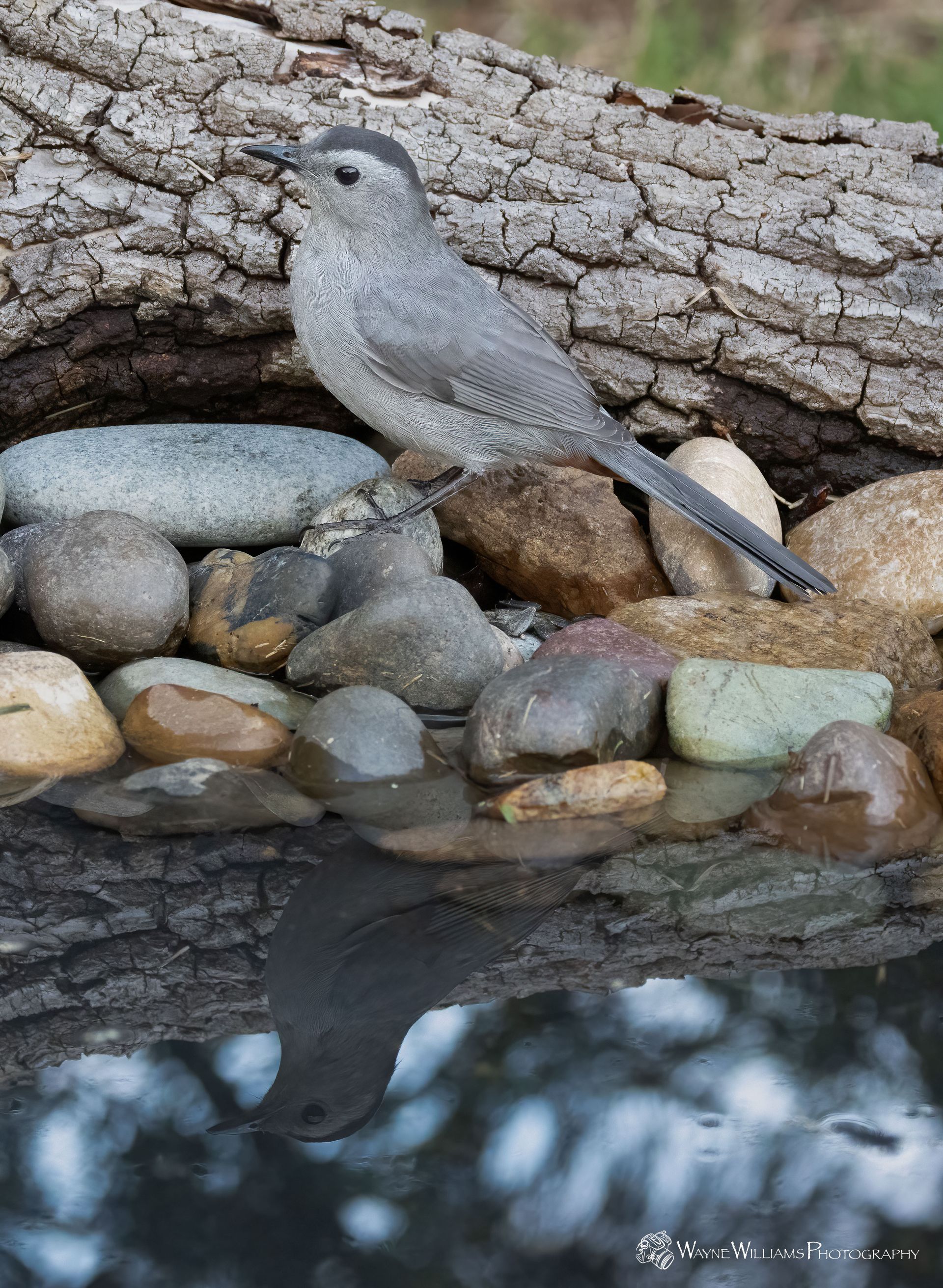 A small bird is perched on a rock in a bird bath.