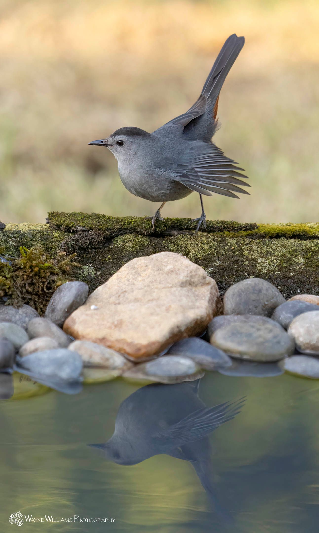 A small bird is perched on a rock next to a body of water.
