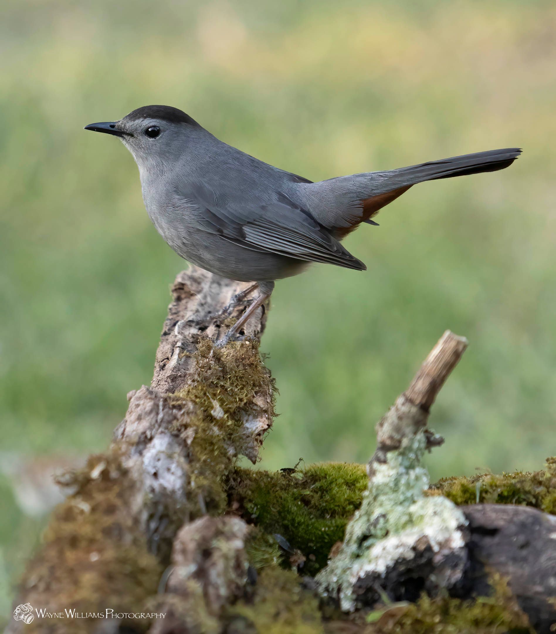 A small bird perched on a tree branch with its wings outstretched