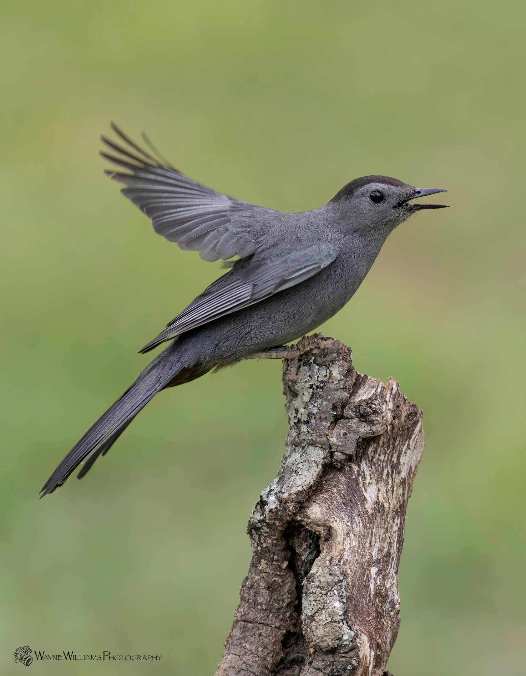A small bird perched on a tree branch with its wings outstretched
