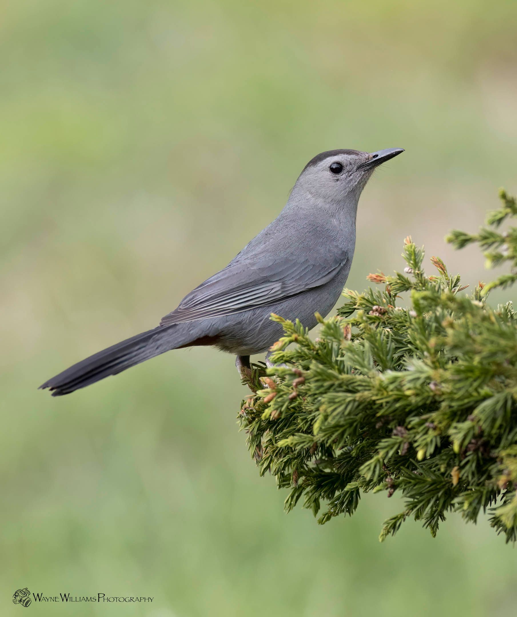 A small bird perched on a branch of a tree.