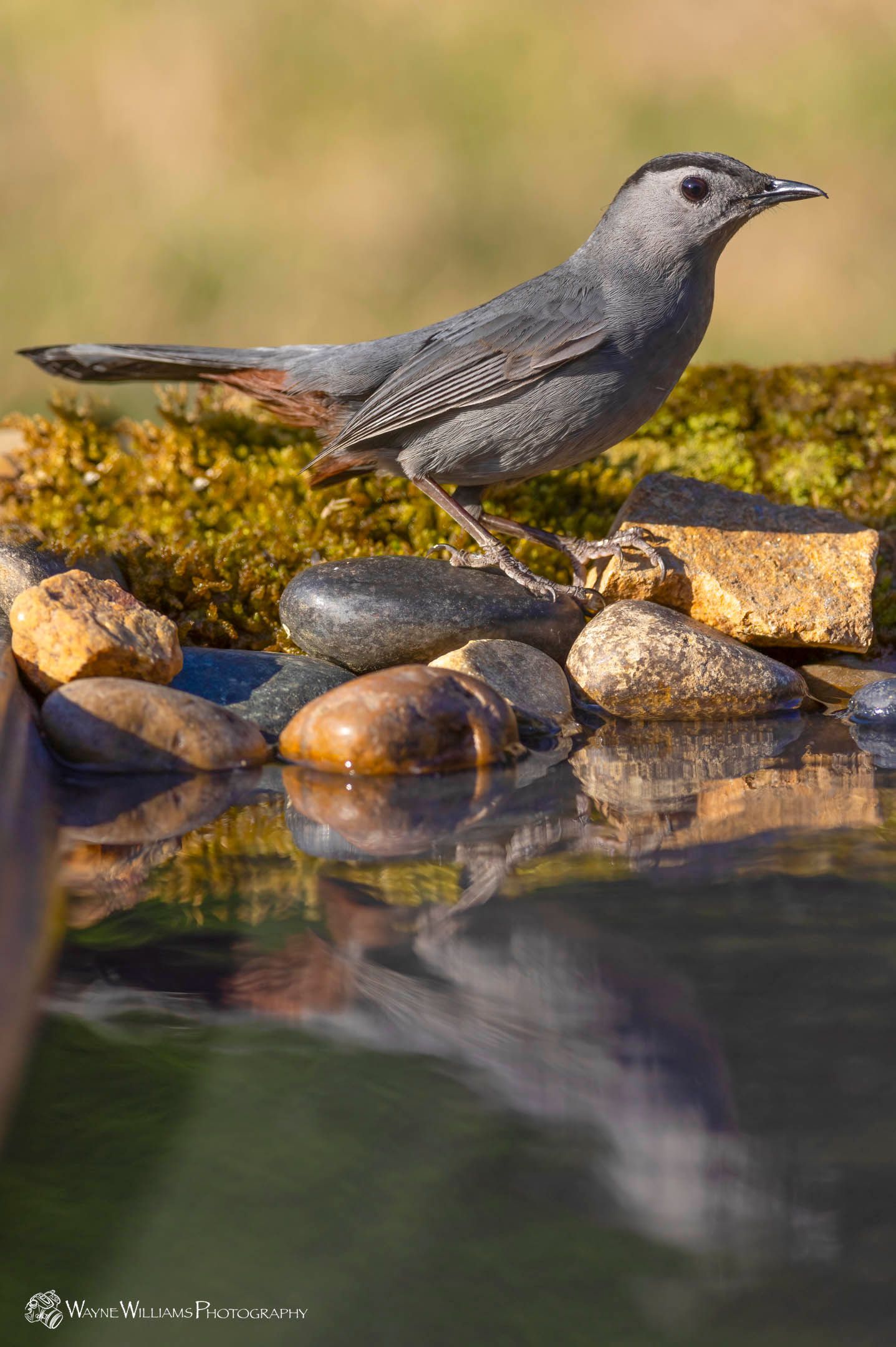 A bird is perched on a rock next to a body of water.