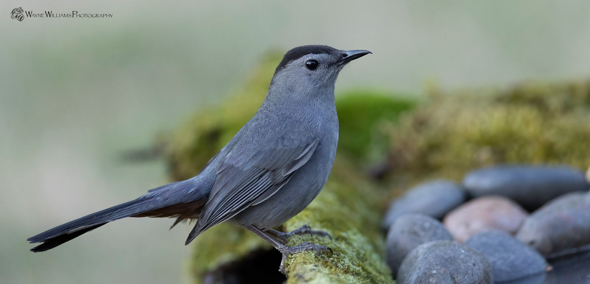 A small bird perched on top of a rock.