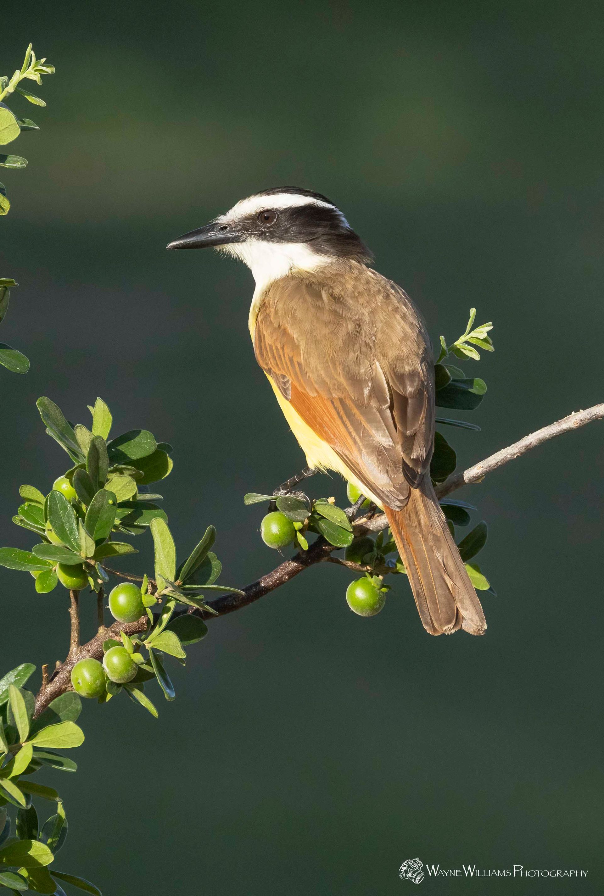 A small bird perched on a branch with green berries.