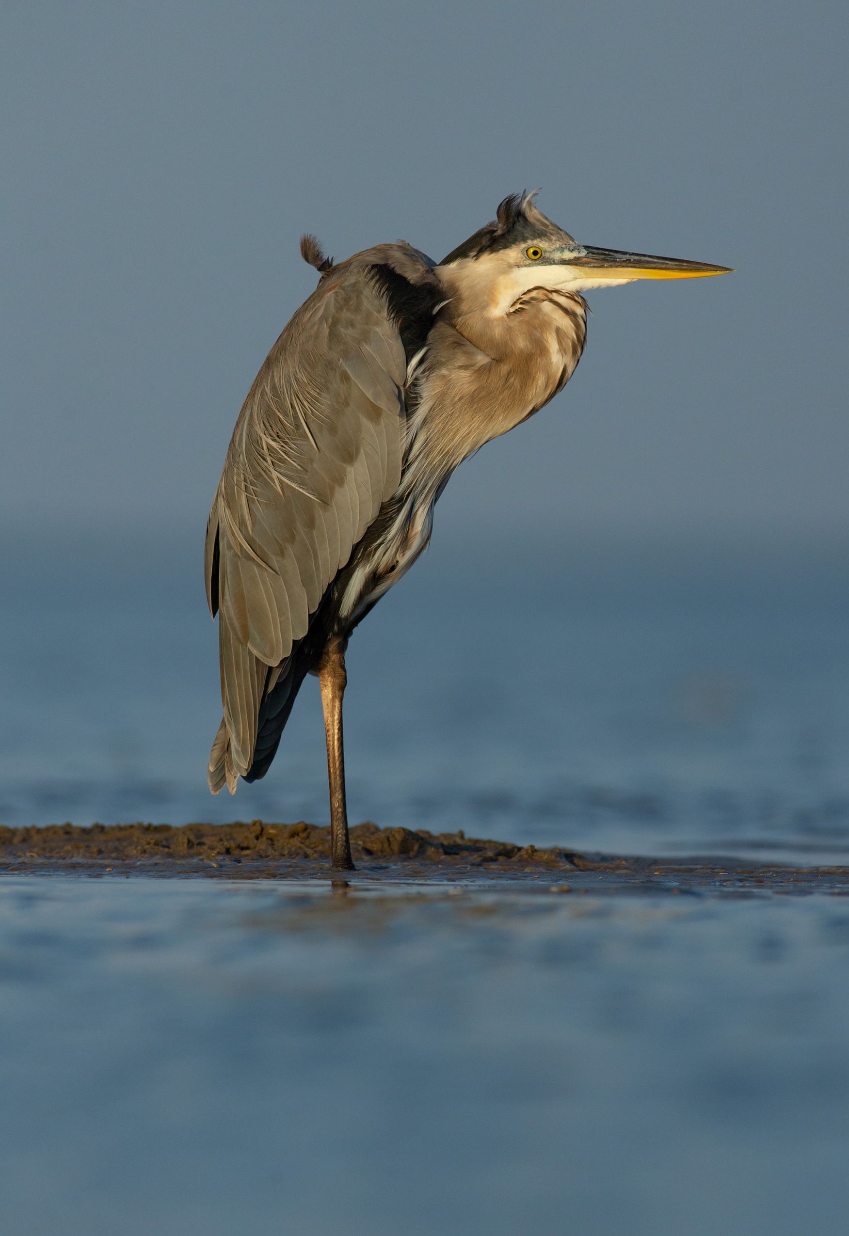 A bird is standing on one leg in the water.