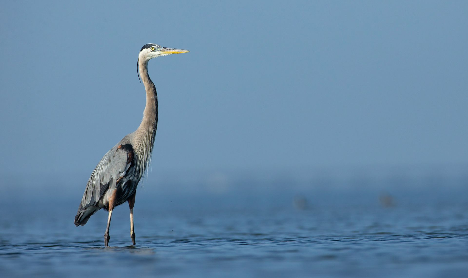 A bird with a long neck is standing in the water