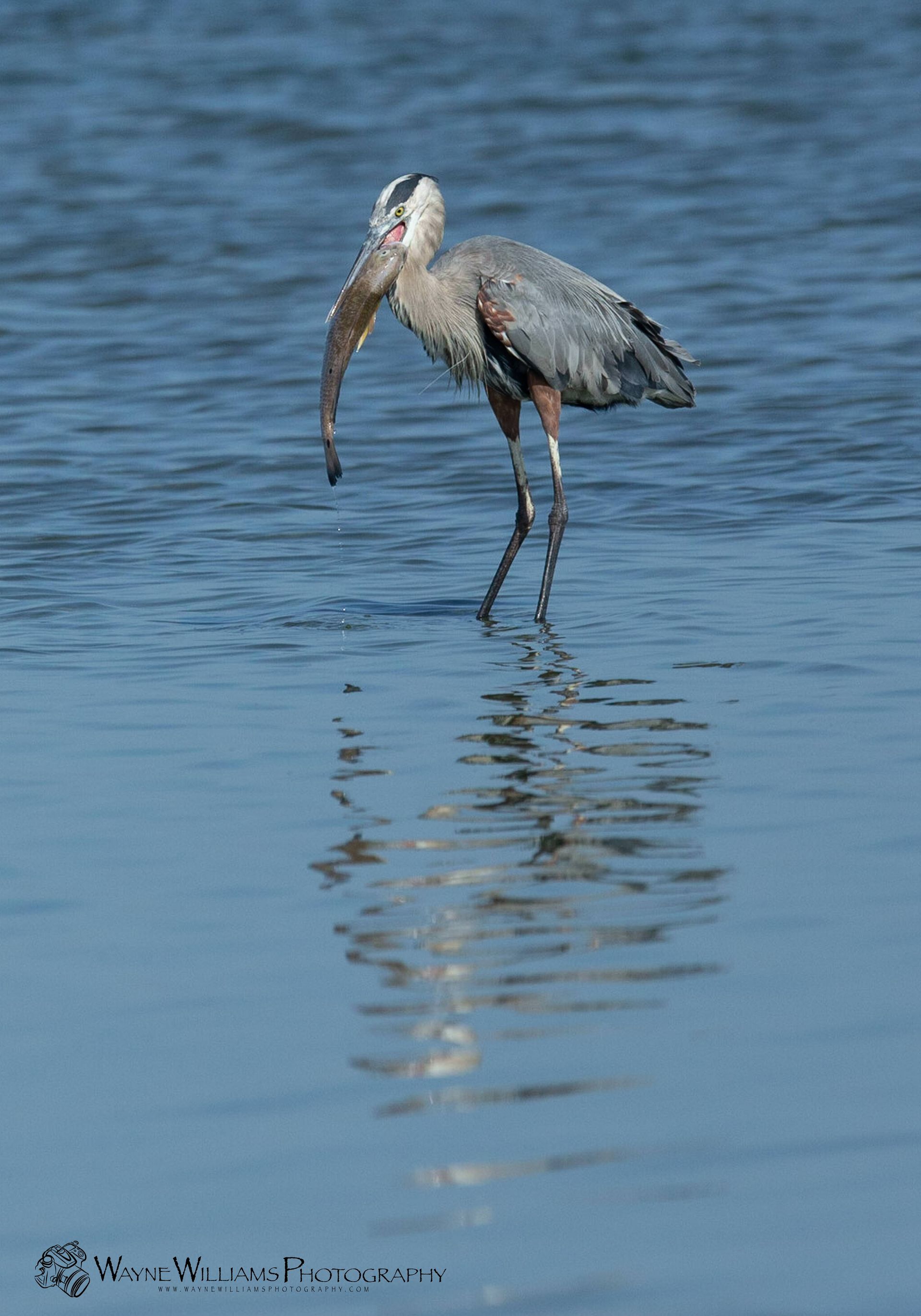 A bird is standing in the water with a fish in its beak.