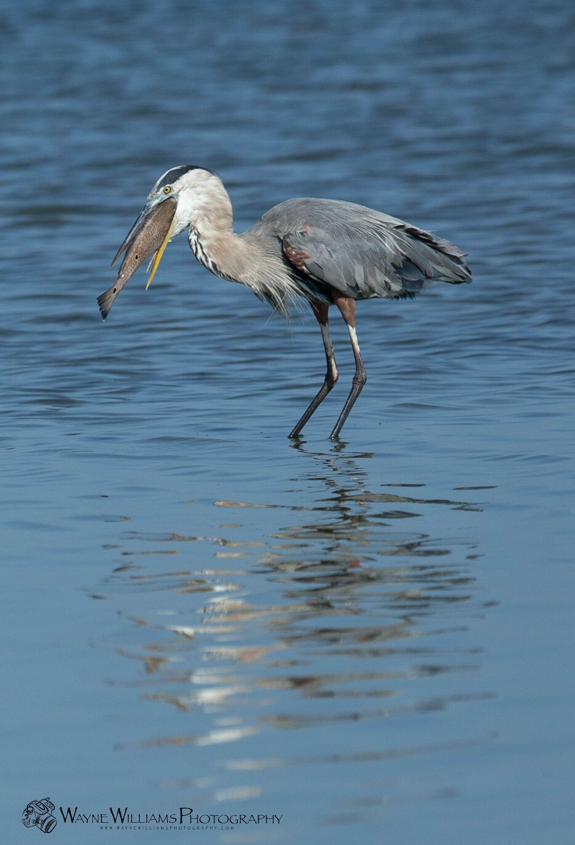 A bird is standing in the water with a fish in its beak.