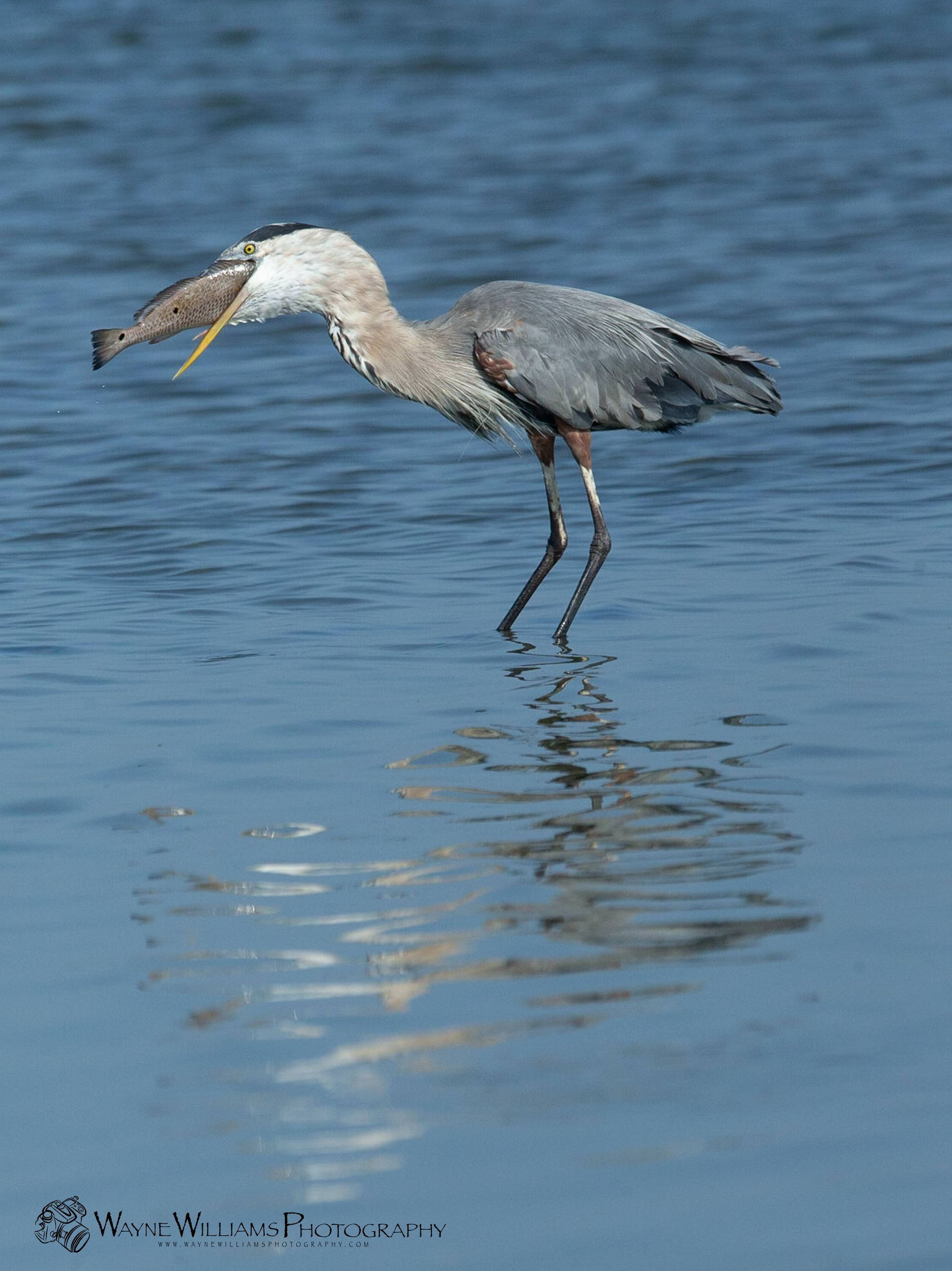 A heron is standing in the water with a fish in its beak.