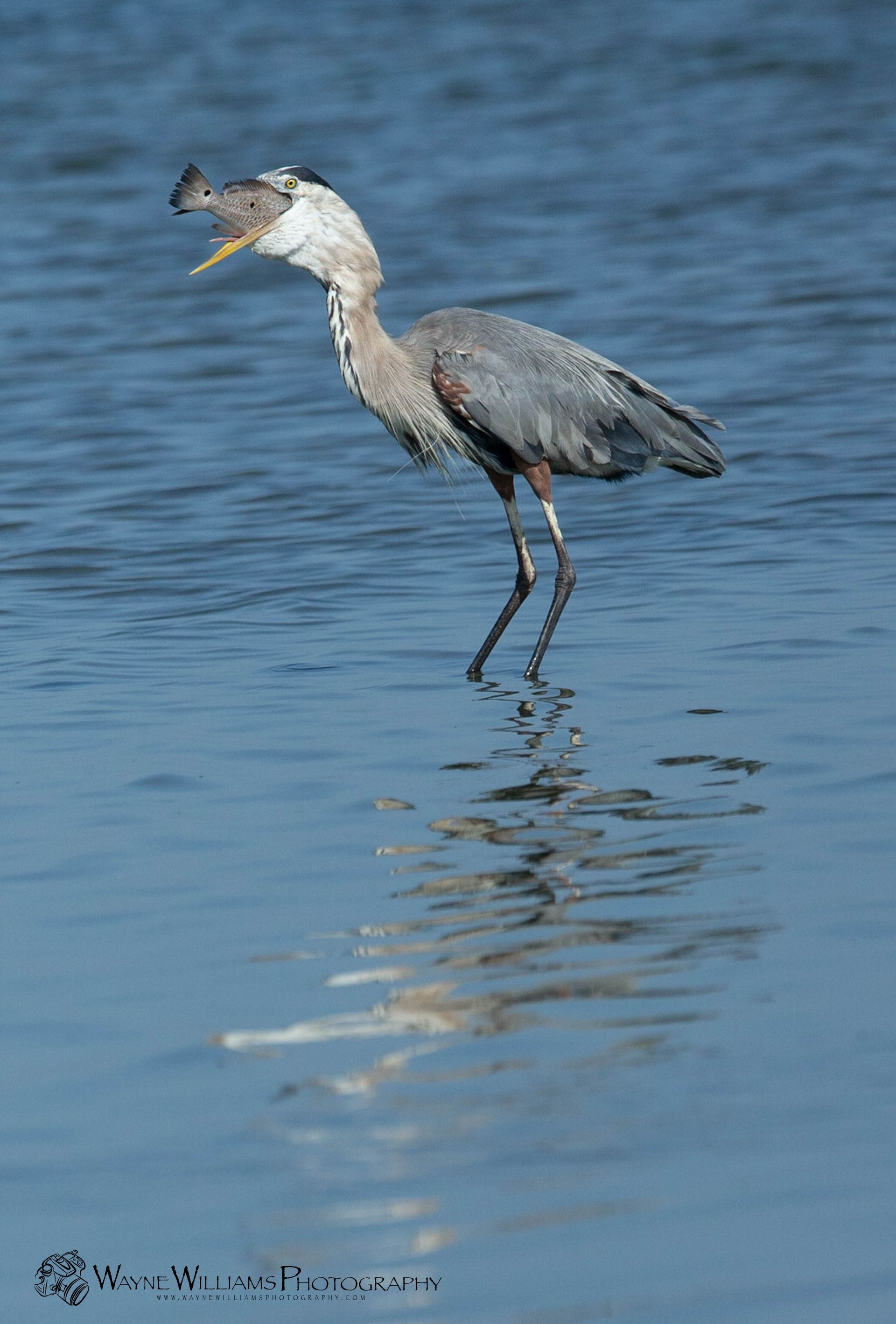 A great blue heron is standing in the water with a fish in its beak.