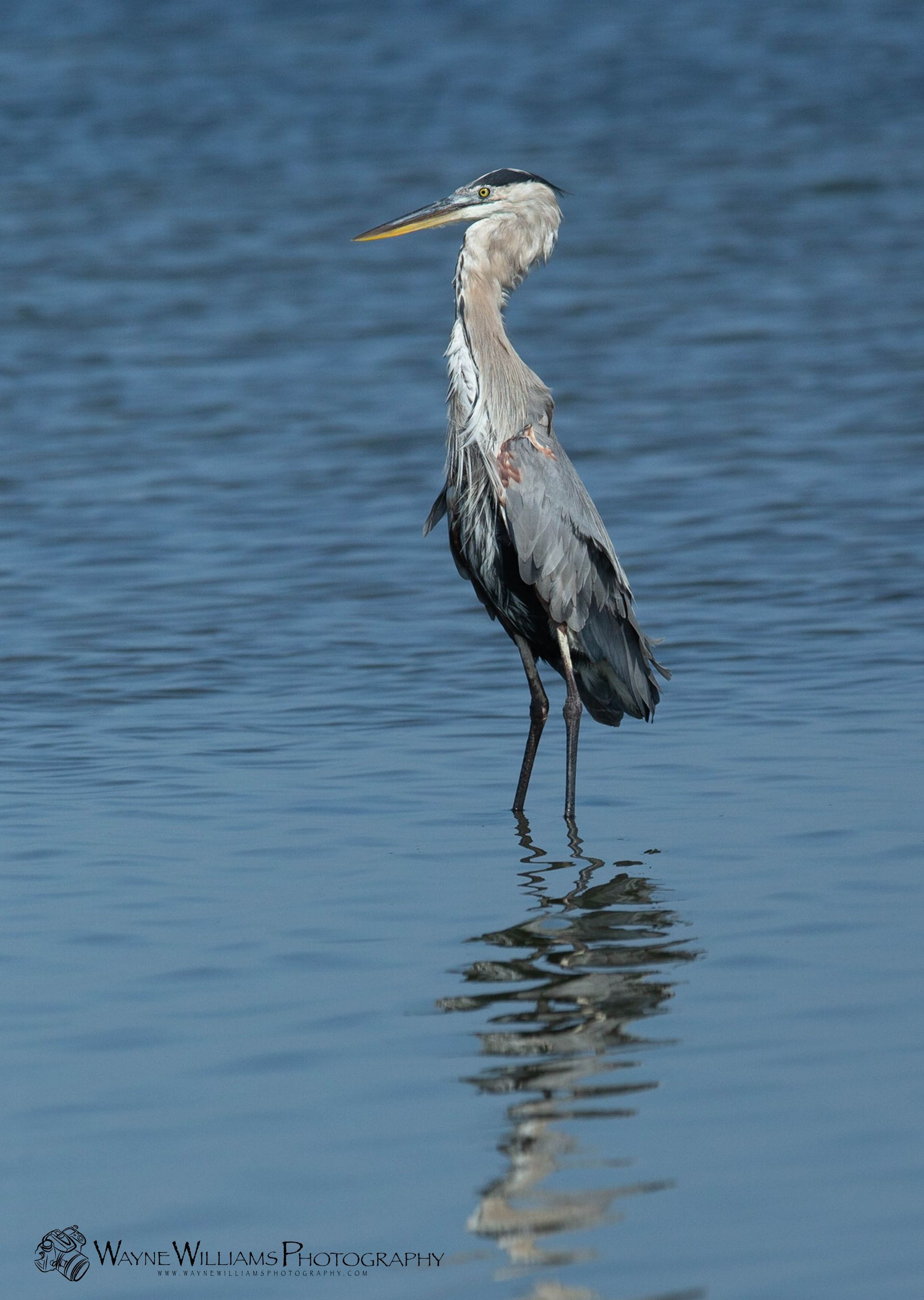 A bird with a long beak is standing in the water.