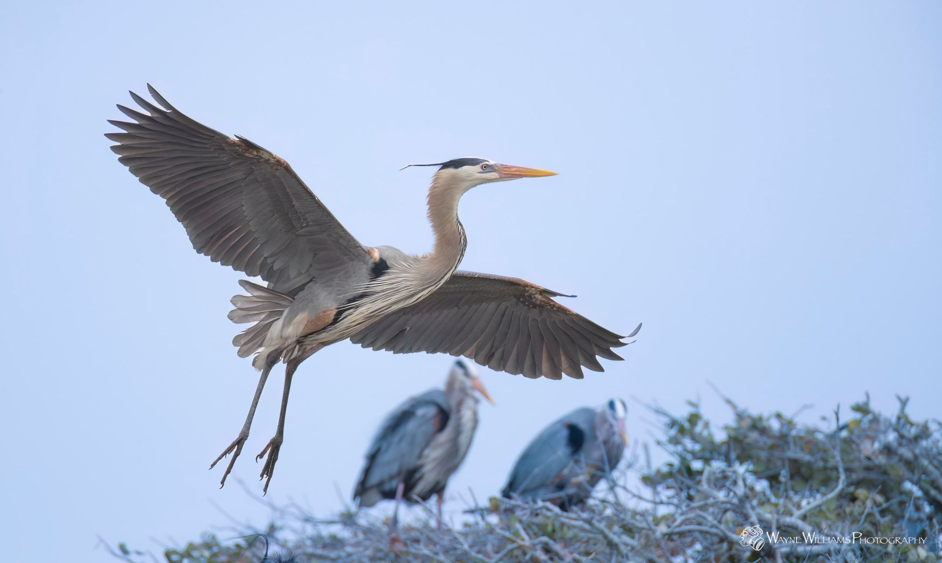 A heron is flying over a nest of birds.