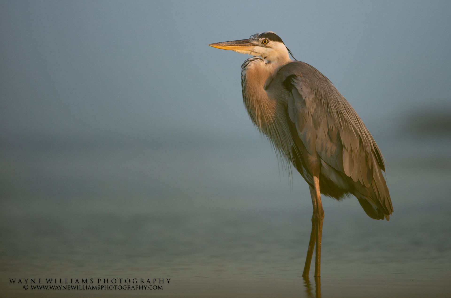 A bird is standing on one leg in the water.