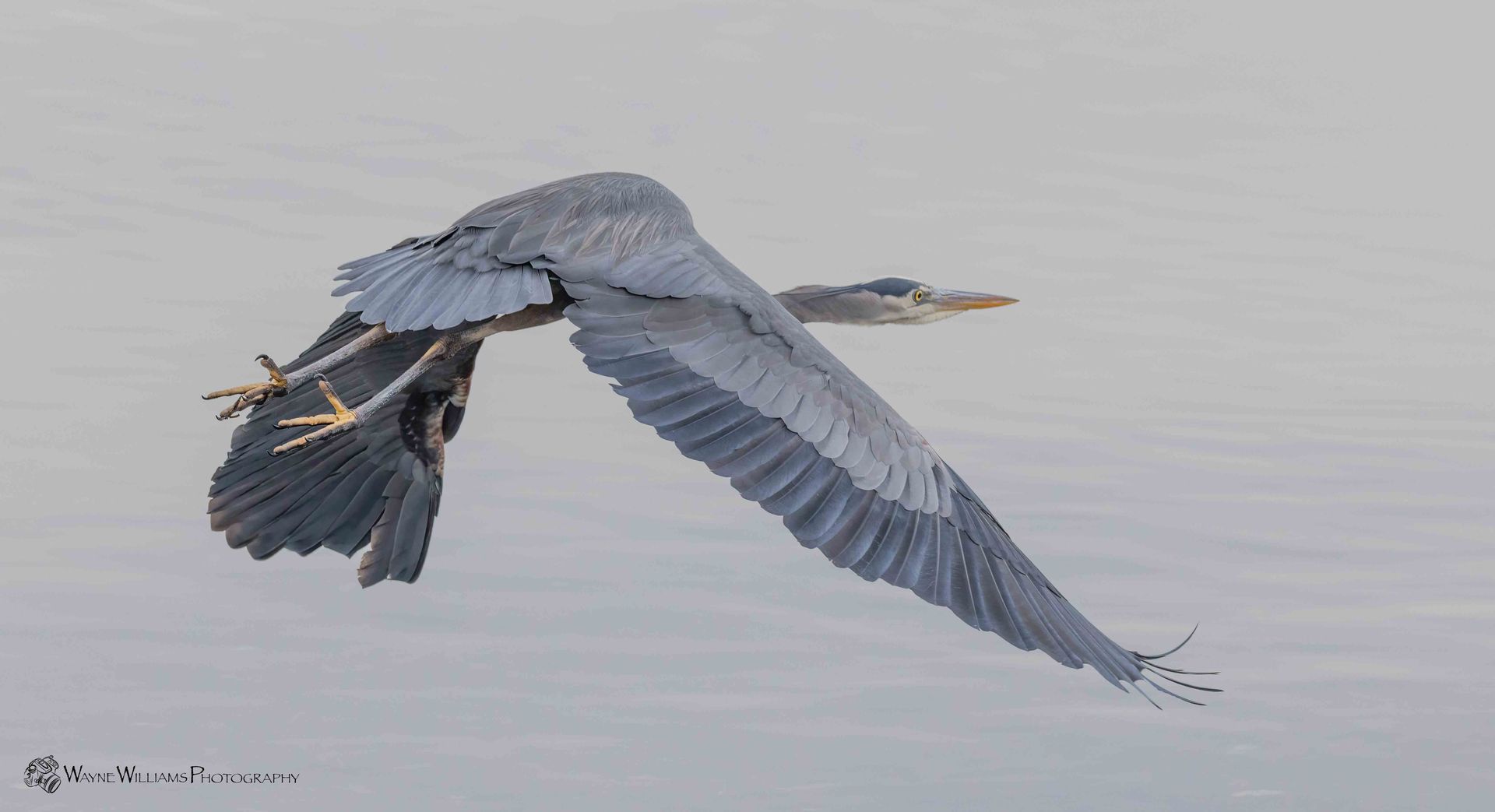 A bird is flying over a body of water.