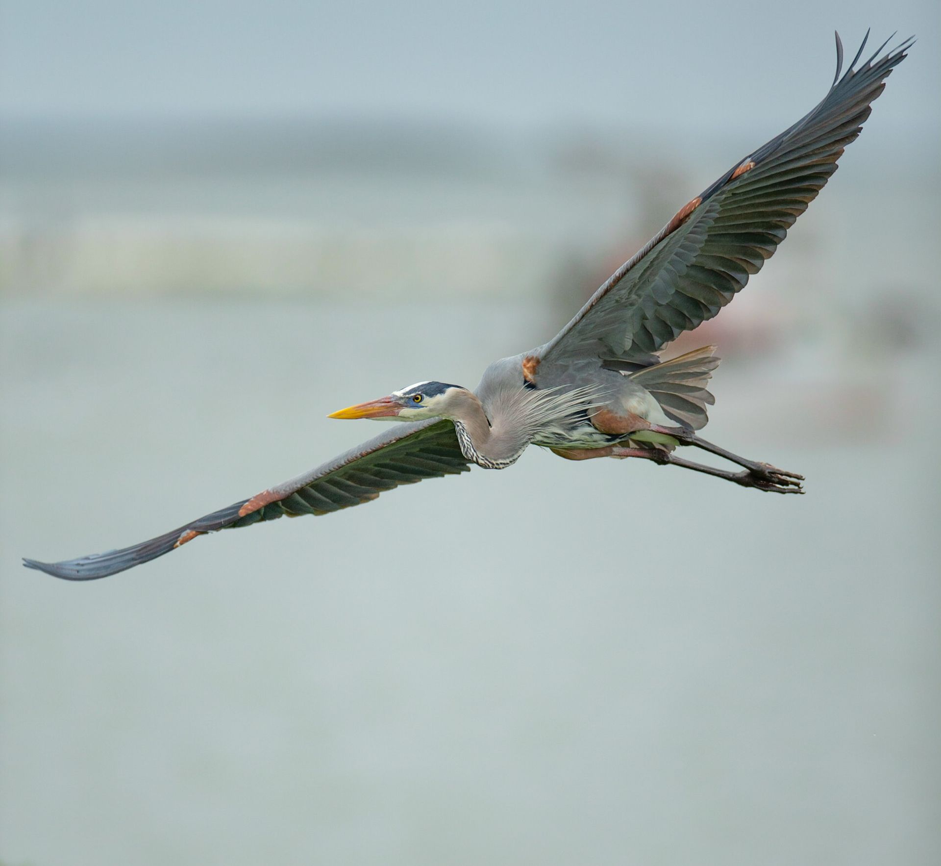 A bird is flying over a body of water.