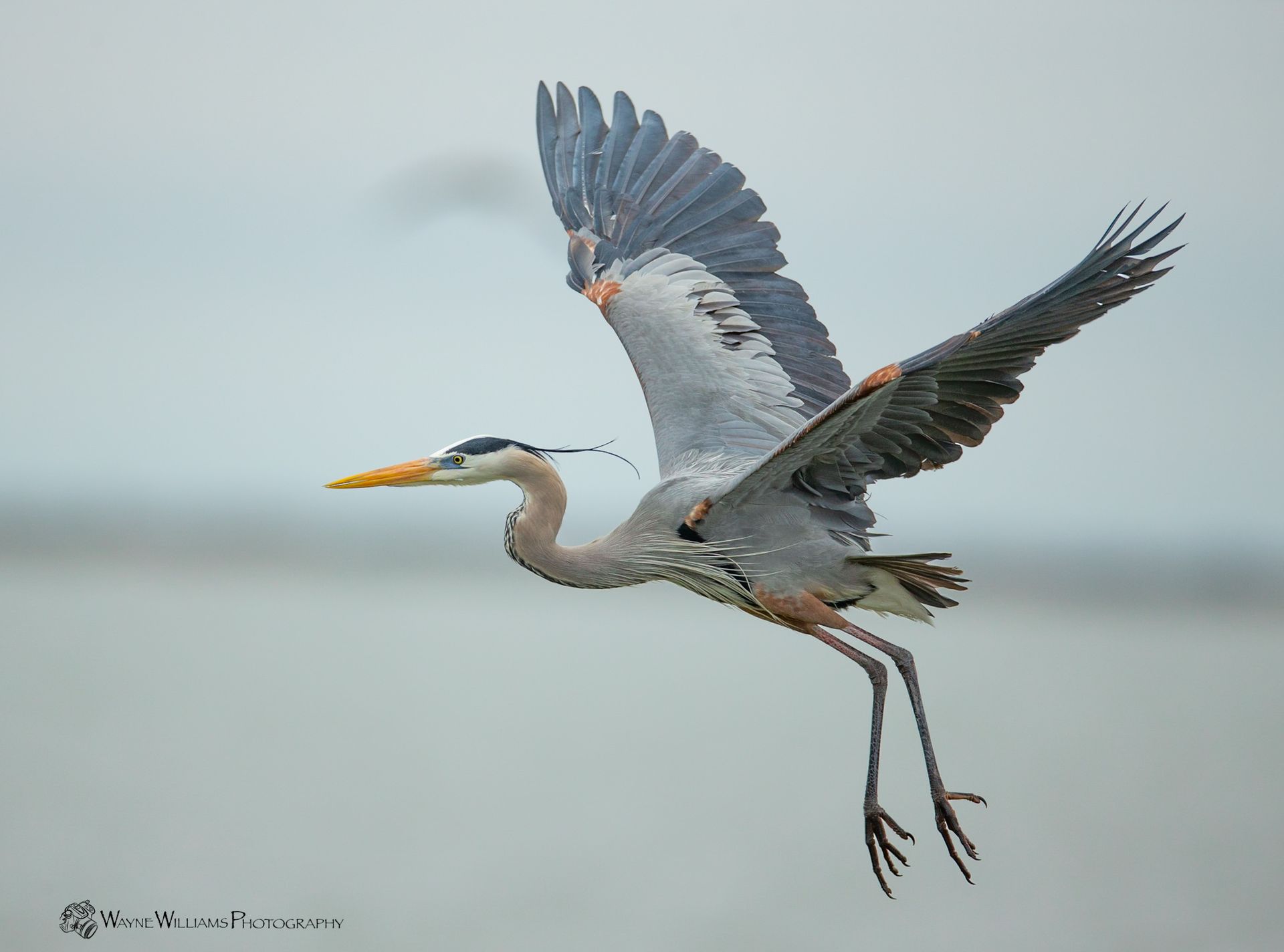 A great blue heron is flying over a body of water