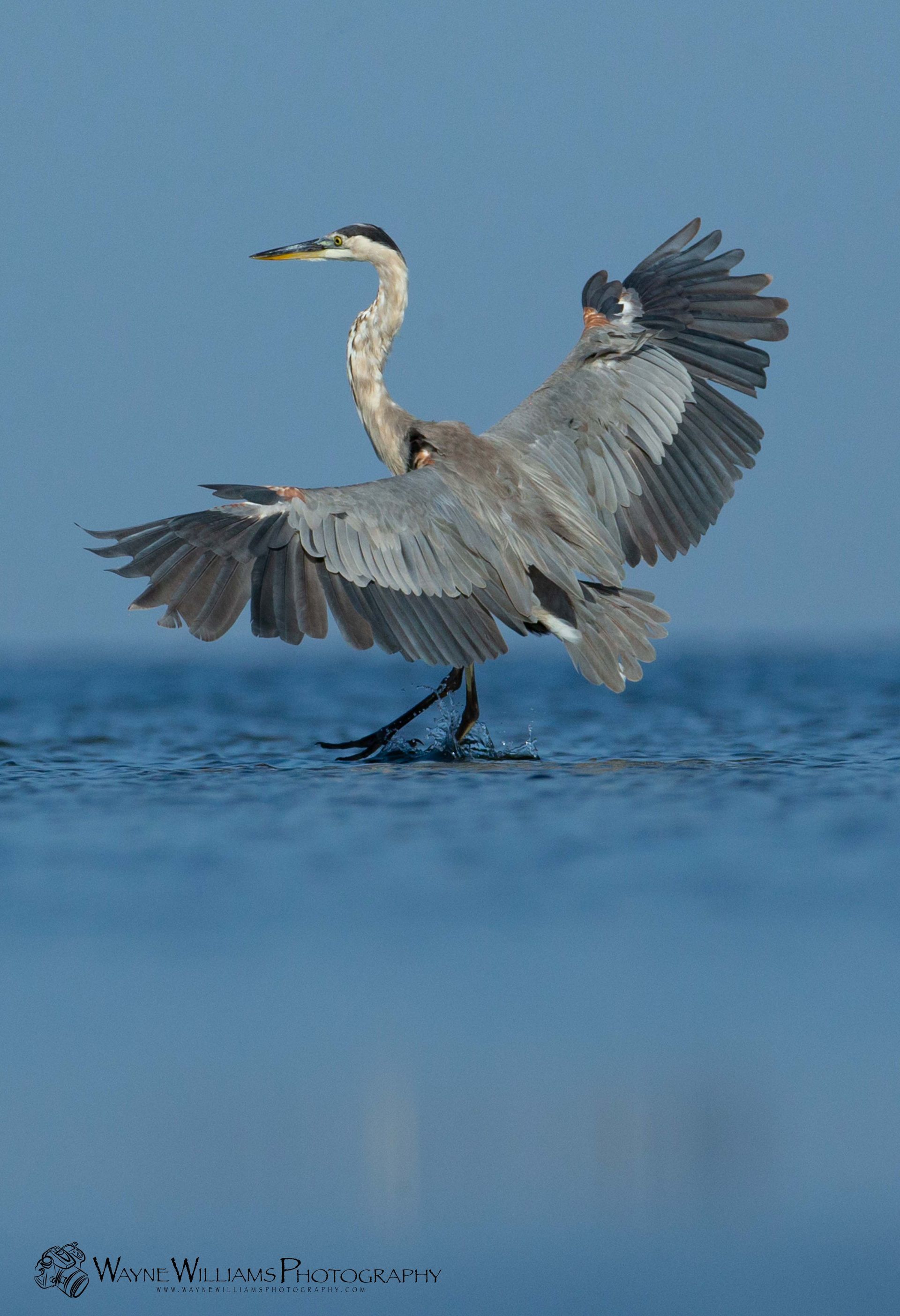 A heron is standing in the water with its wings outstretched.