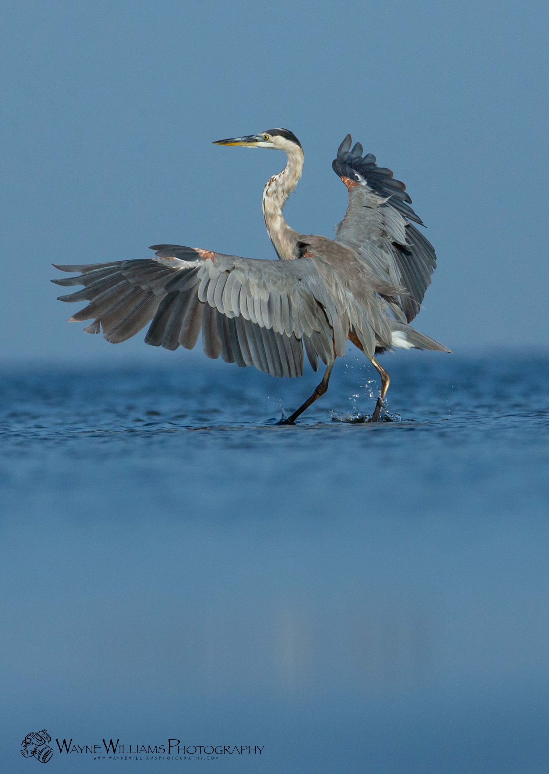 A bird is standing in the water with its wings outstretched.