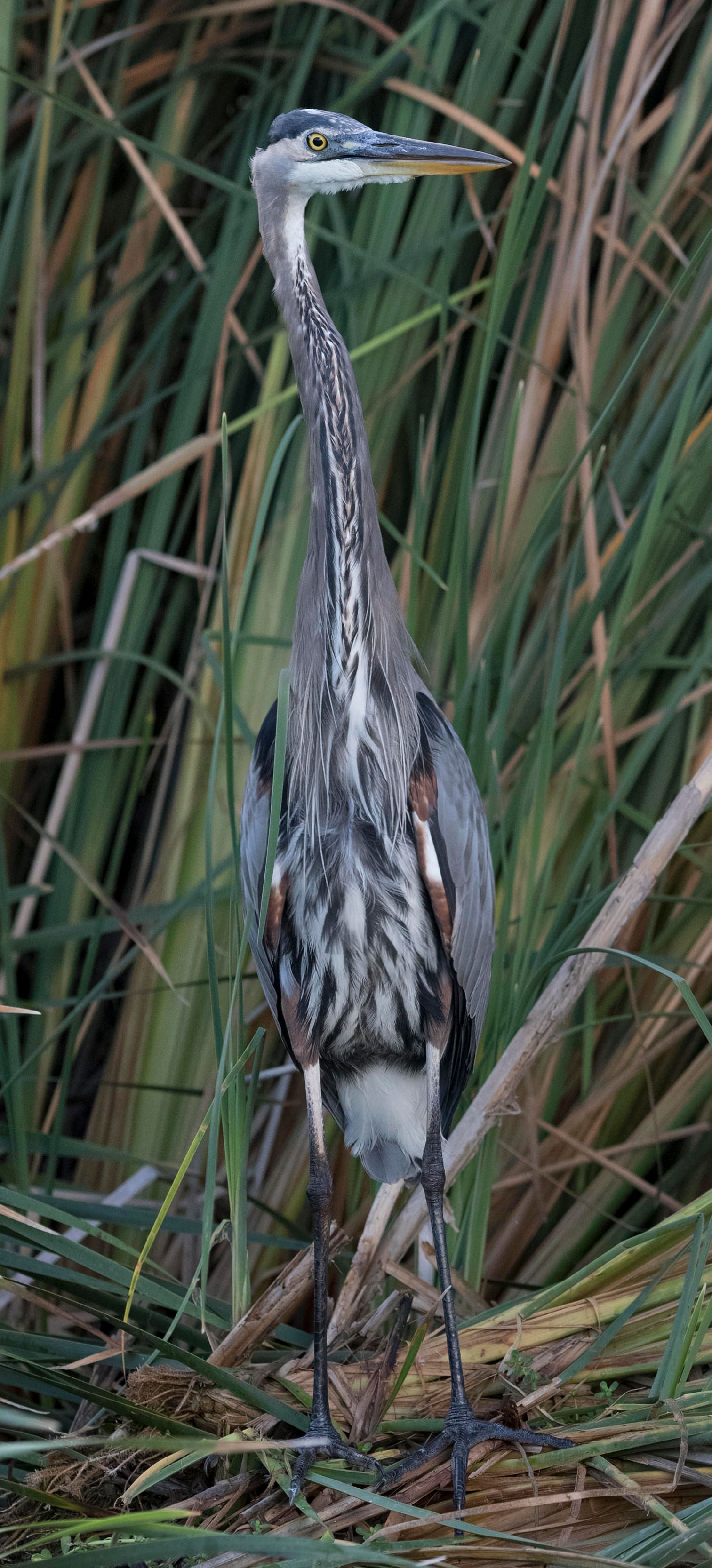 A great blue heron is standing in the tall grass.
