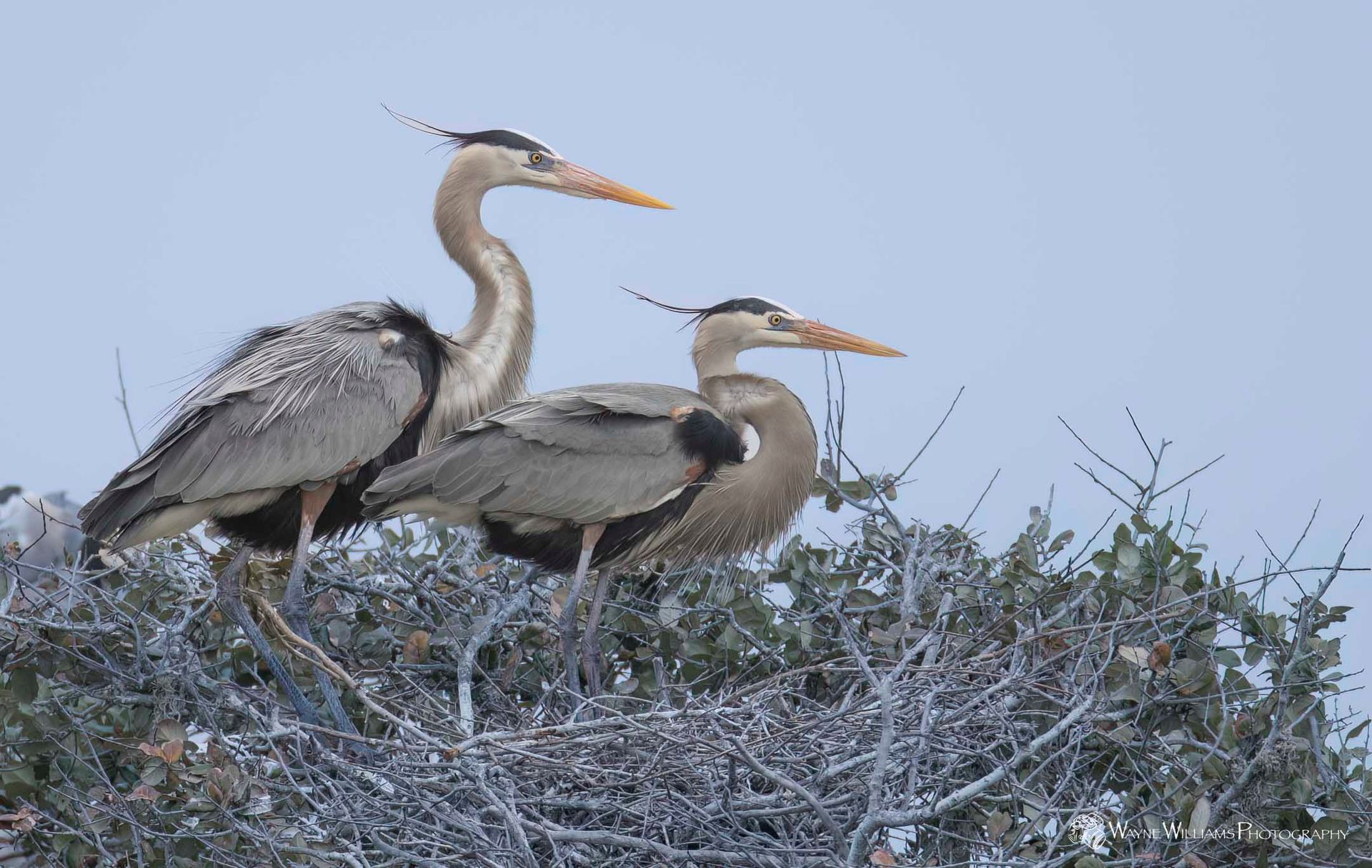 Two birds are standing in a nest on top of a tree.